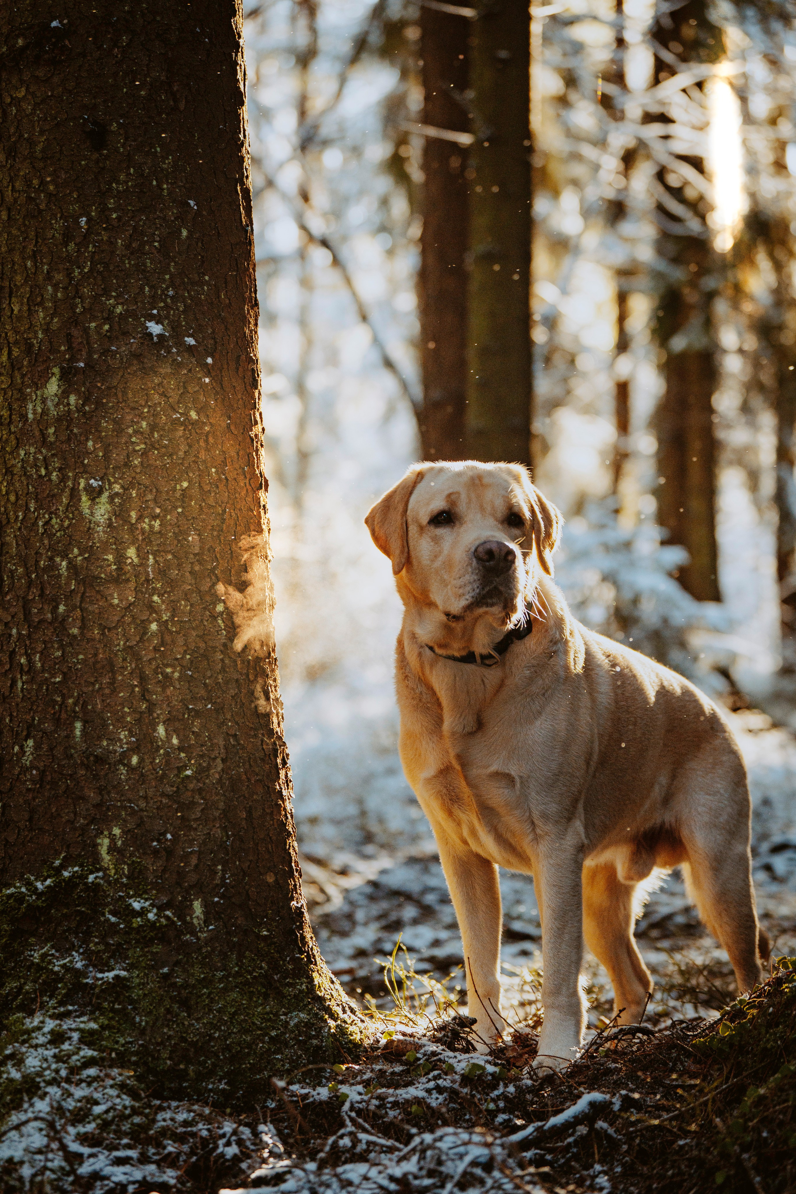 Аня и Честер. Фотограф анималист в Спб недорого Олеся Майорова