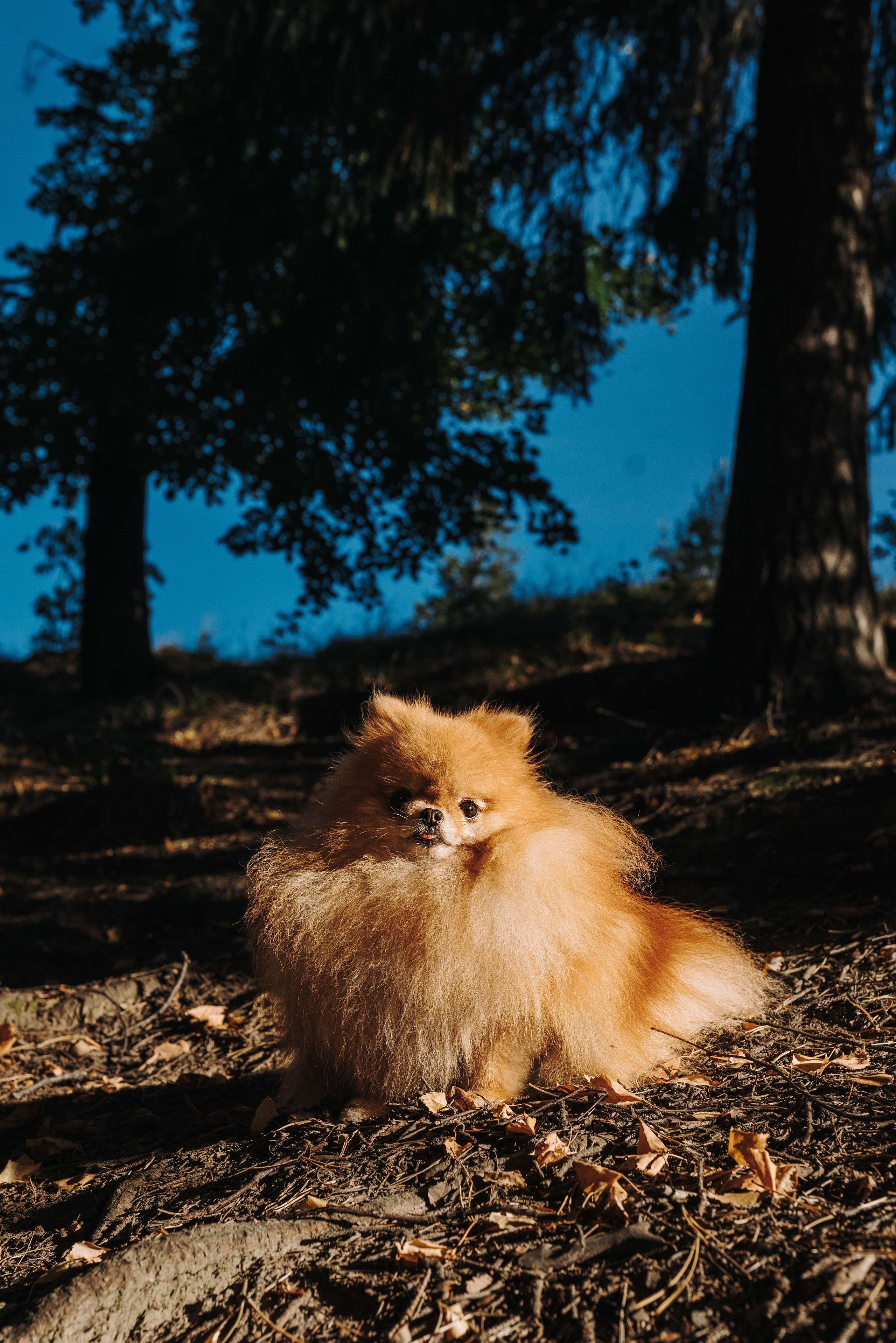 Наталья и Софа. Фотограф анималист в Спб недорого Олеся Майорова