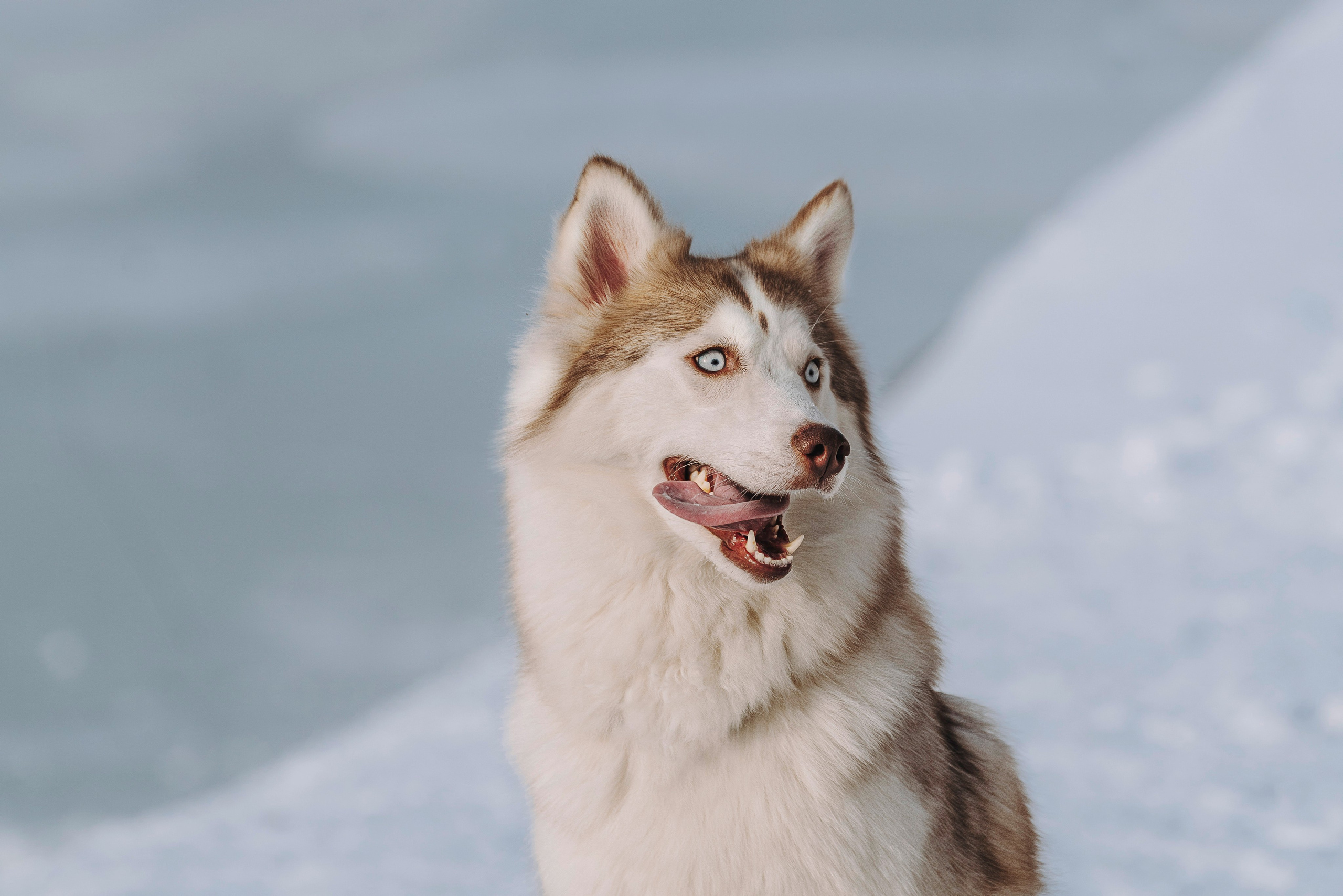 Мария и Амелия. Фотограф анималист в Спб недорого Олеся Майорова
