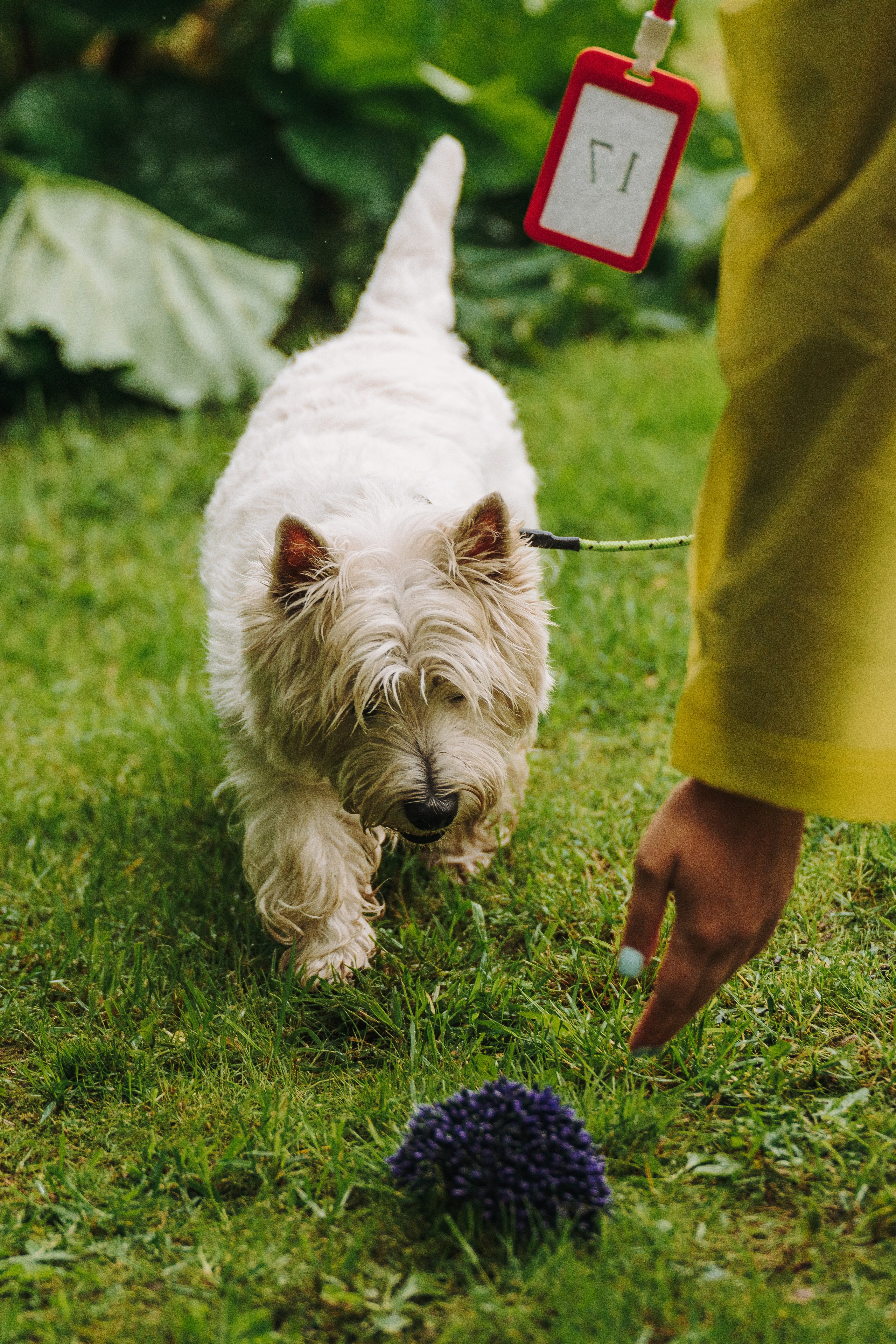 Соревнования по ноузворку в Новожилово. Фотограф анималист в Спб недорого Олеся Майорова