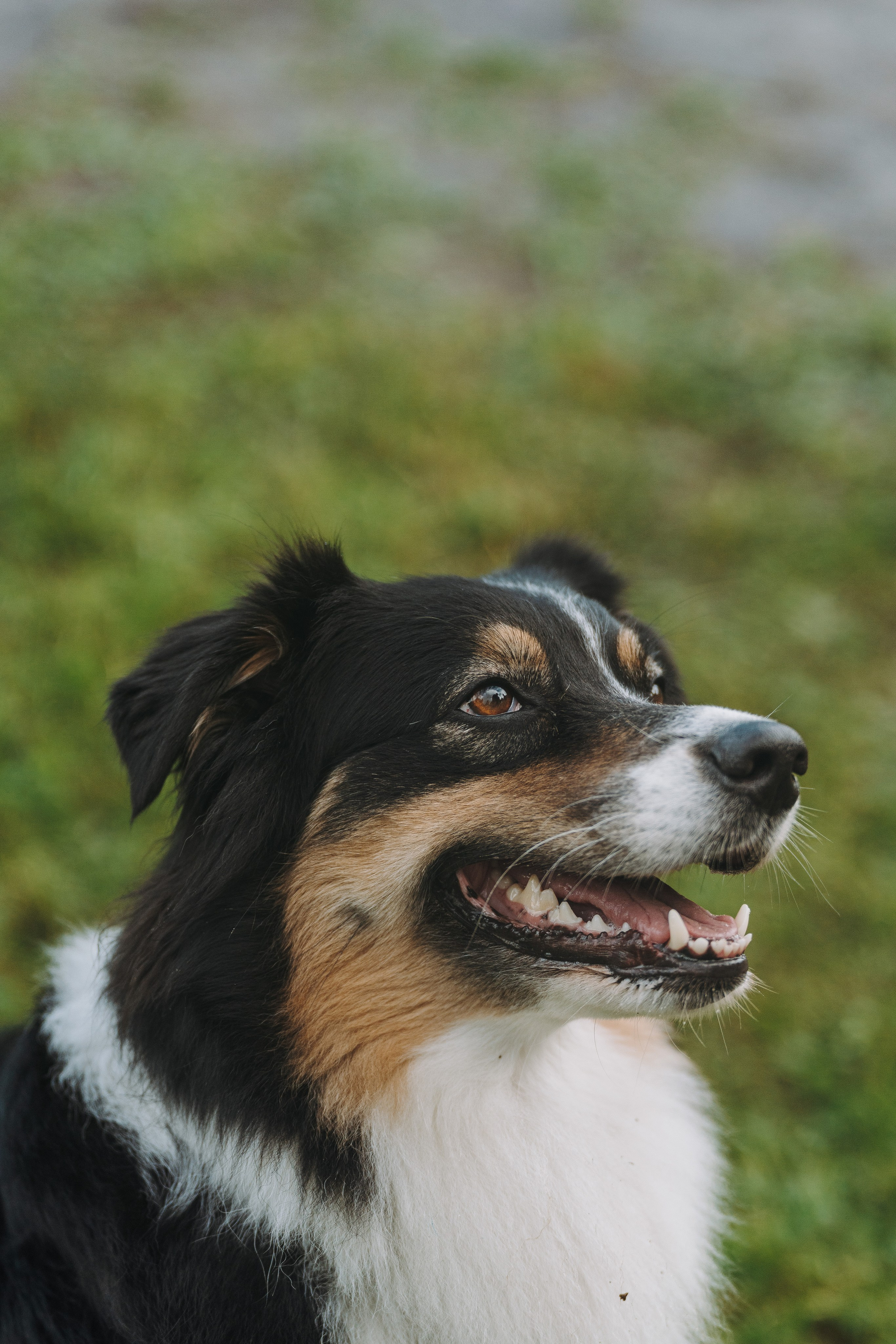 Соревнования по ноузворку в Новожилово. Фотограф анималист в Спб недорого Олеся Майорова