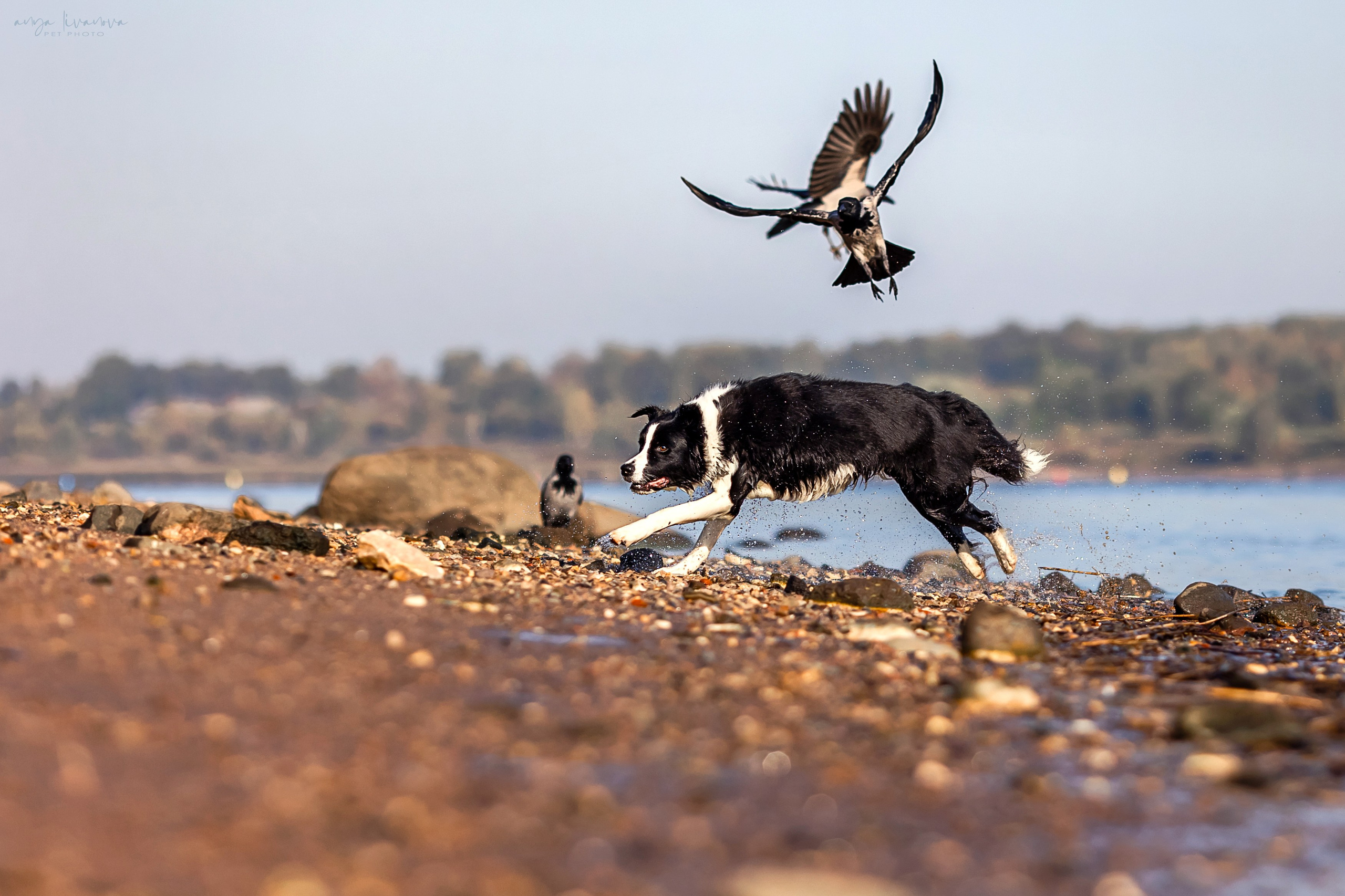 Алена и Майли. Фотограф анималист Аня Ливанова | Рыбинск