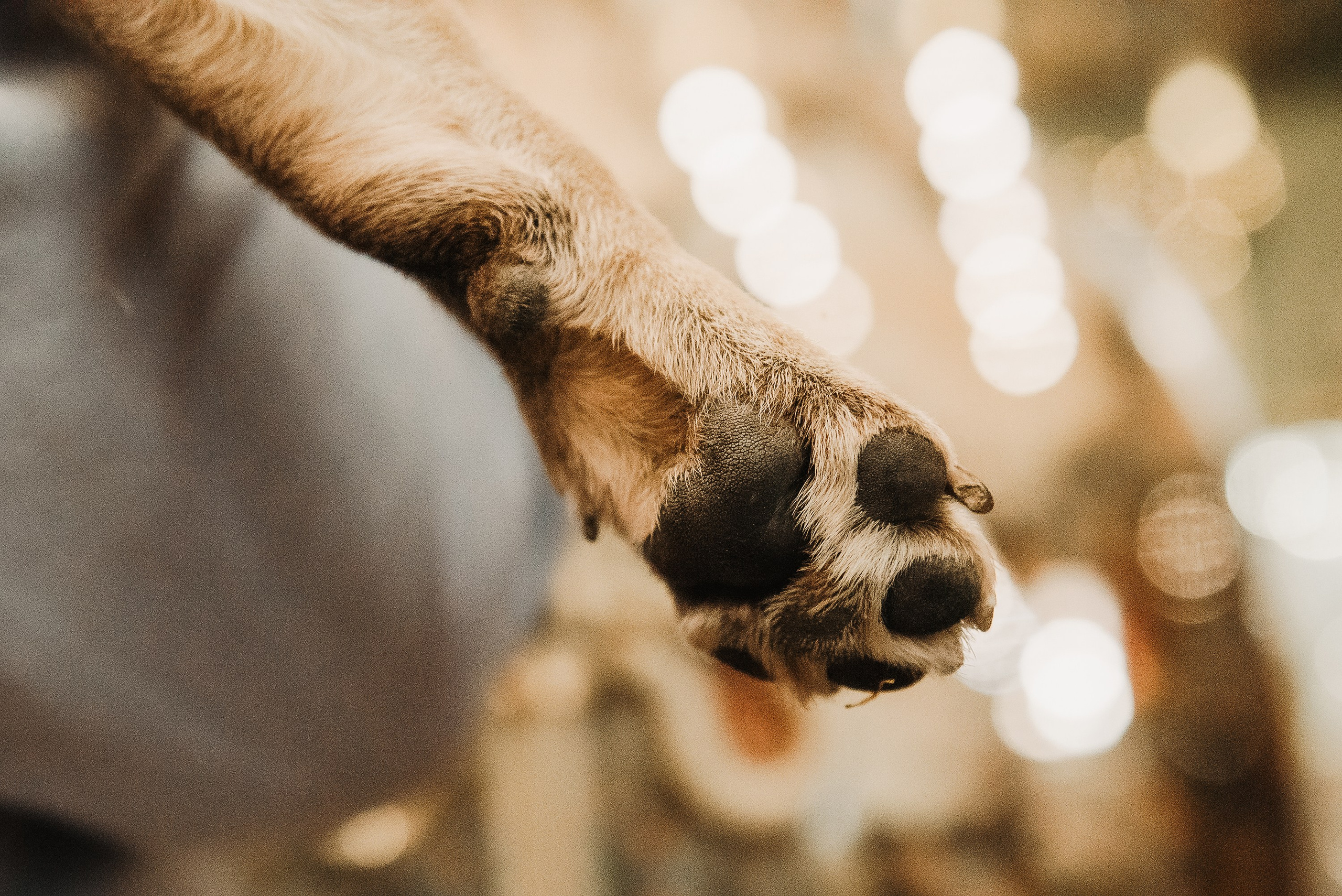 Ольга и Потапум. Прогулка к чайному дому. Семейный Фотограф в Москве Ирина Хохлова