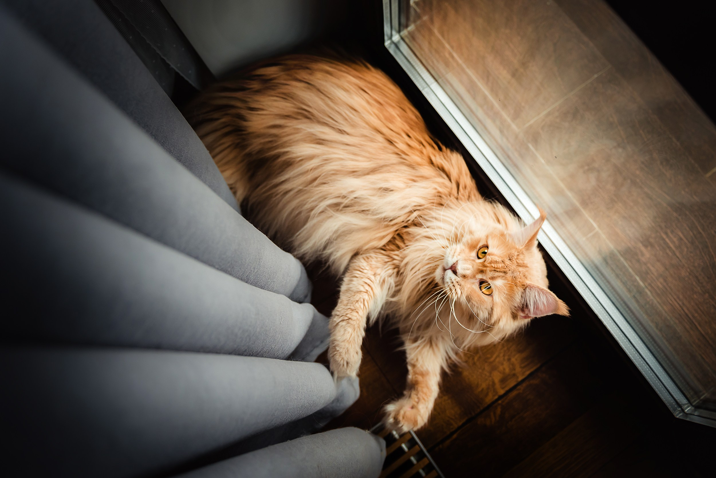 Алена, Виктор, Оливка и Ластик. Семейный Фотограф в Москве Ирина Хохлова