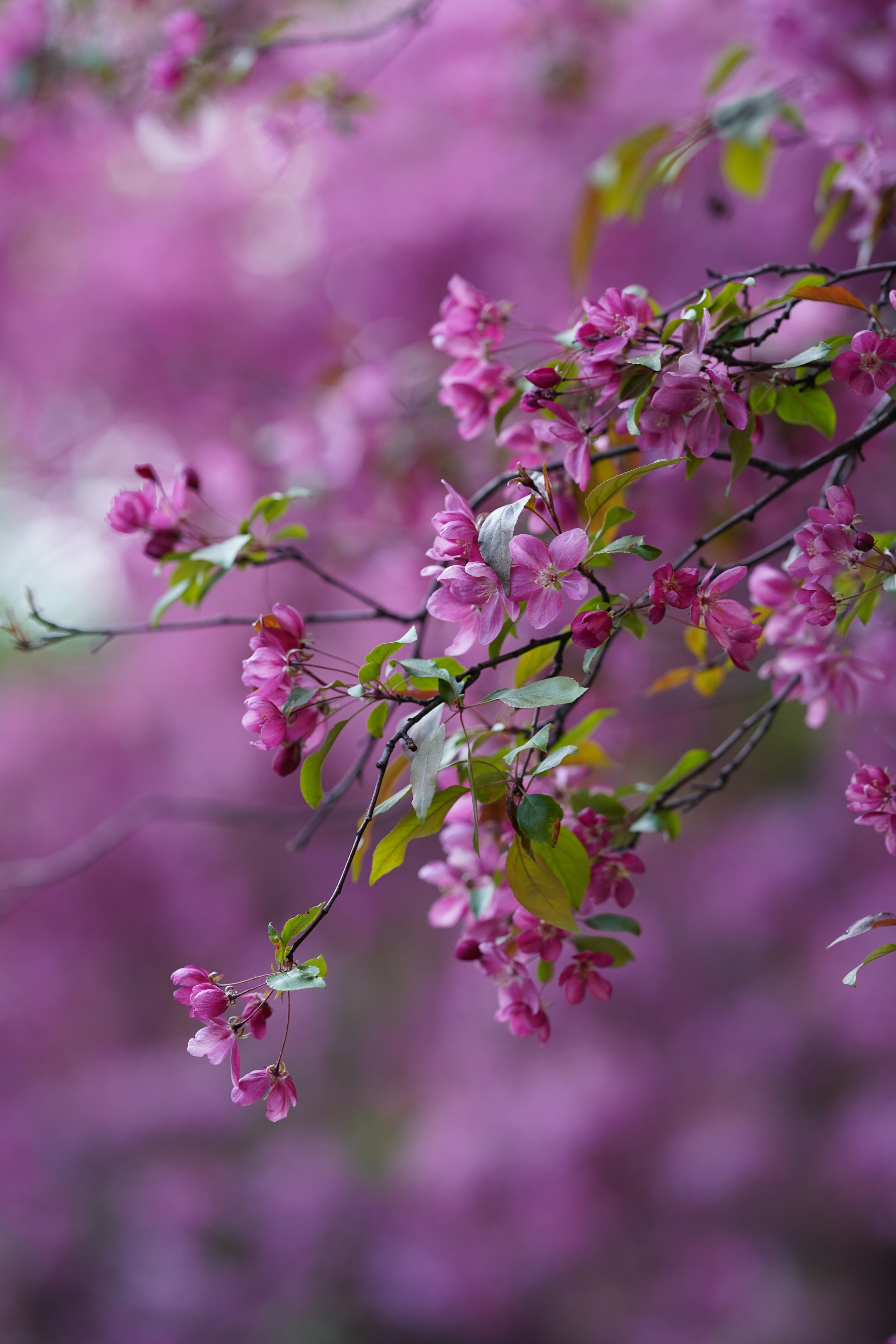 Весна. Фотограф в Москве Мария ~Zagagul~