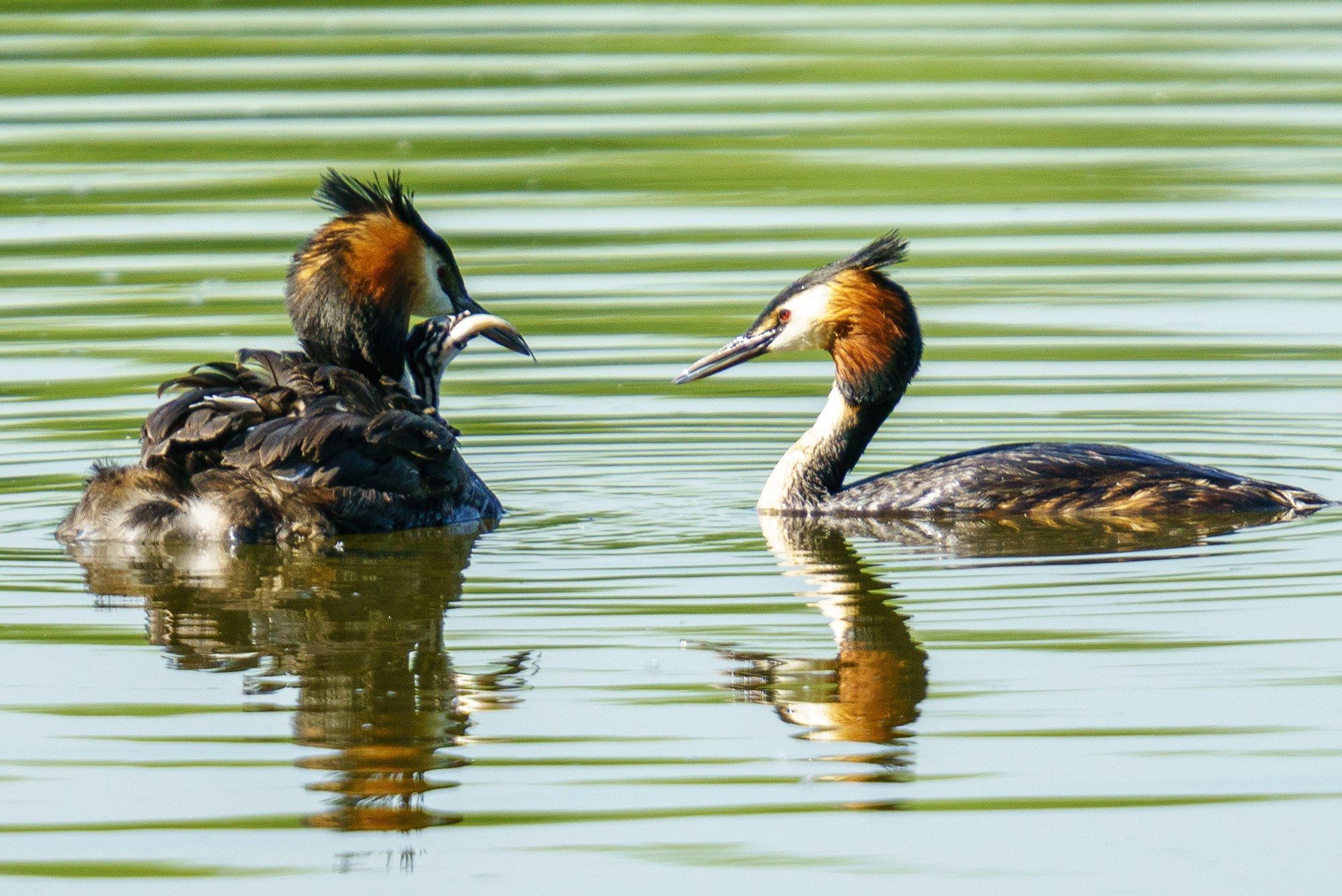 Удивительные мир птиц. Вокруг нас столько прекрасного — присмотритесь!. Ваш личный фотограф Марина Волкова
