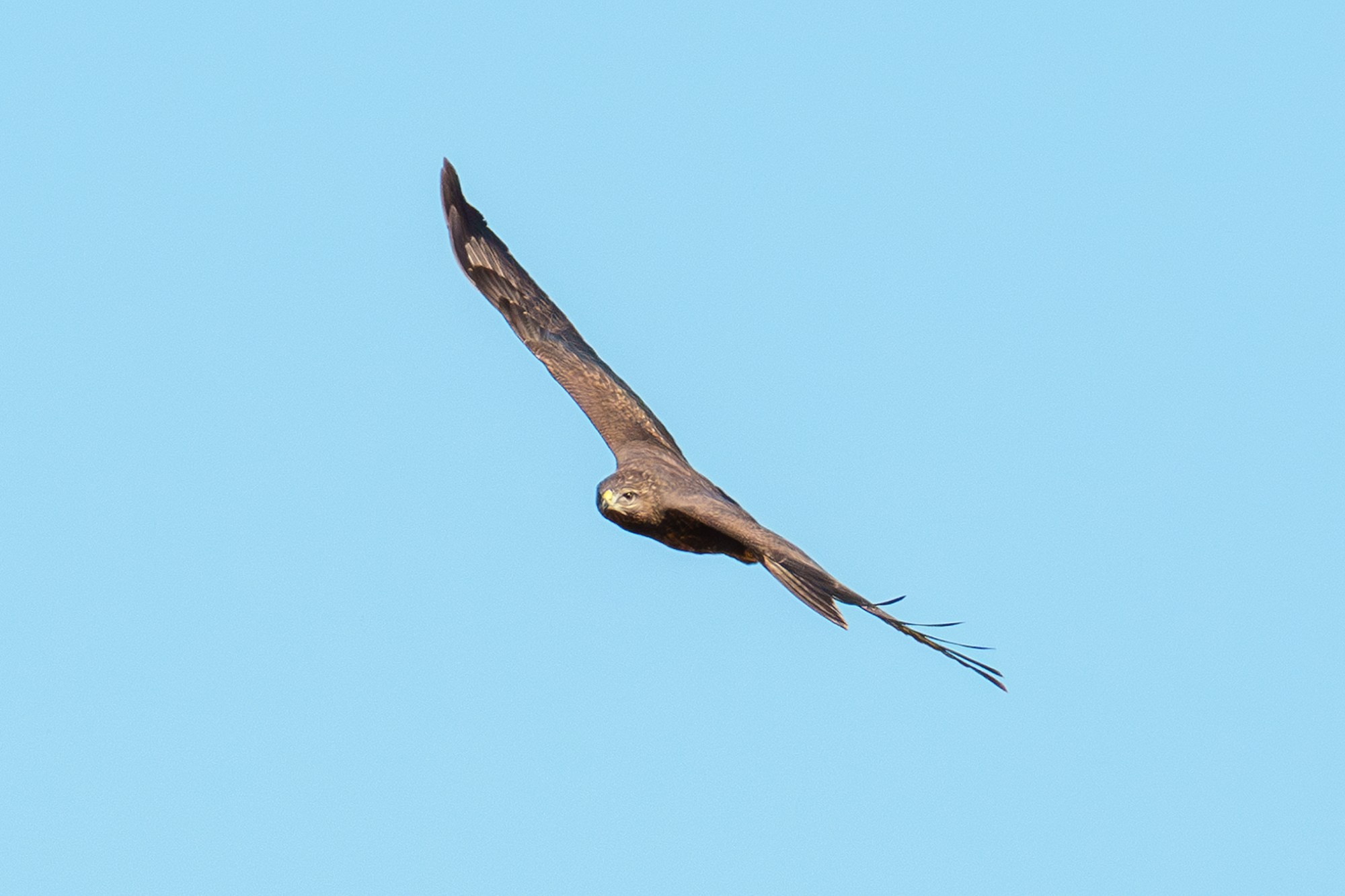 Удивительные мир птиц. Вокруг нас столько прекрасного — присмотритесь!. Ваш личный фотограф Марина Волкова