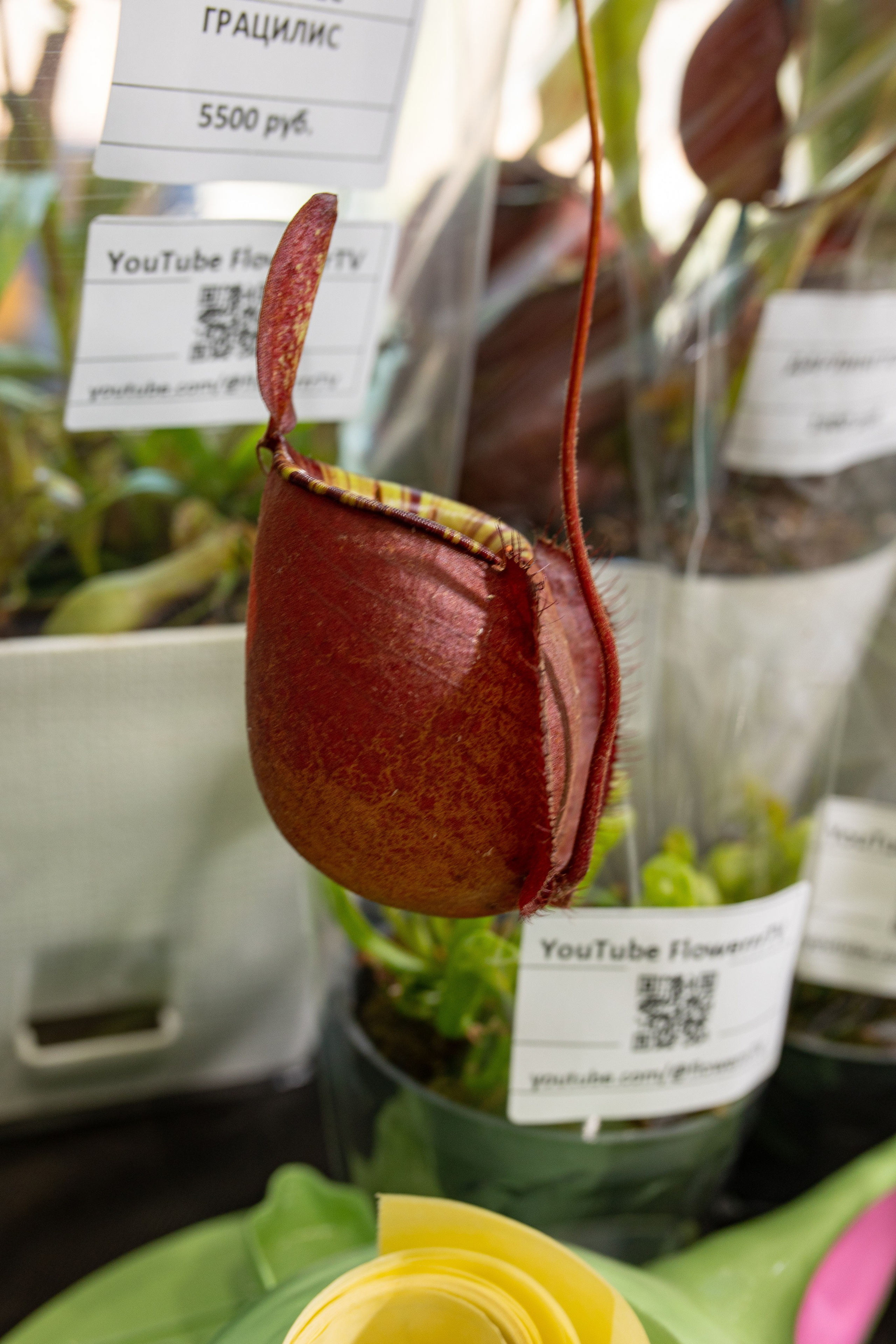 Орхидиум июнь 2024. Александра Куликова фотограф, Москва