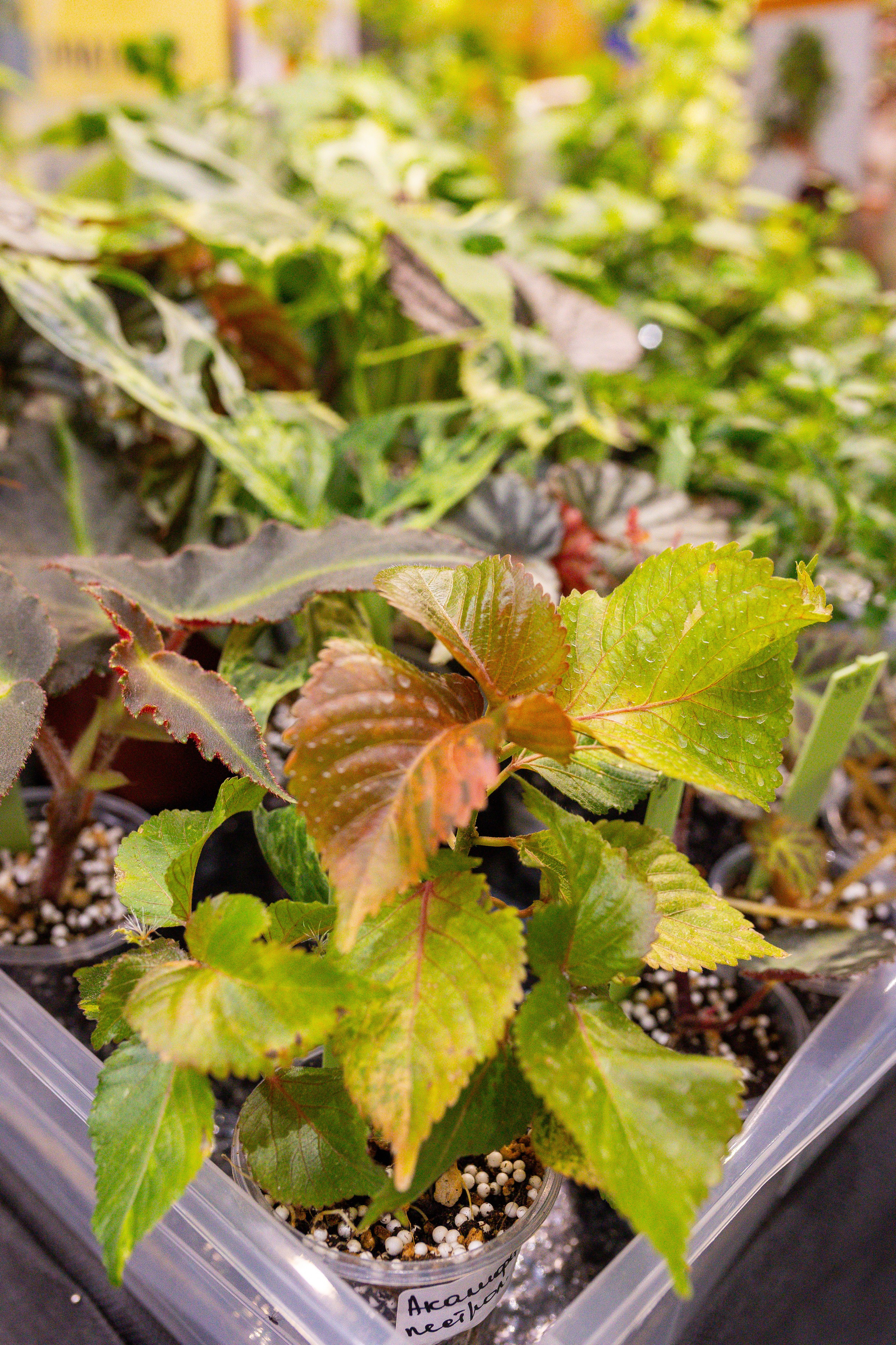 Монстериум 11–12 октября. Александра Куликова фотограф, Москва