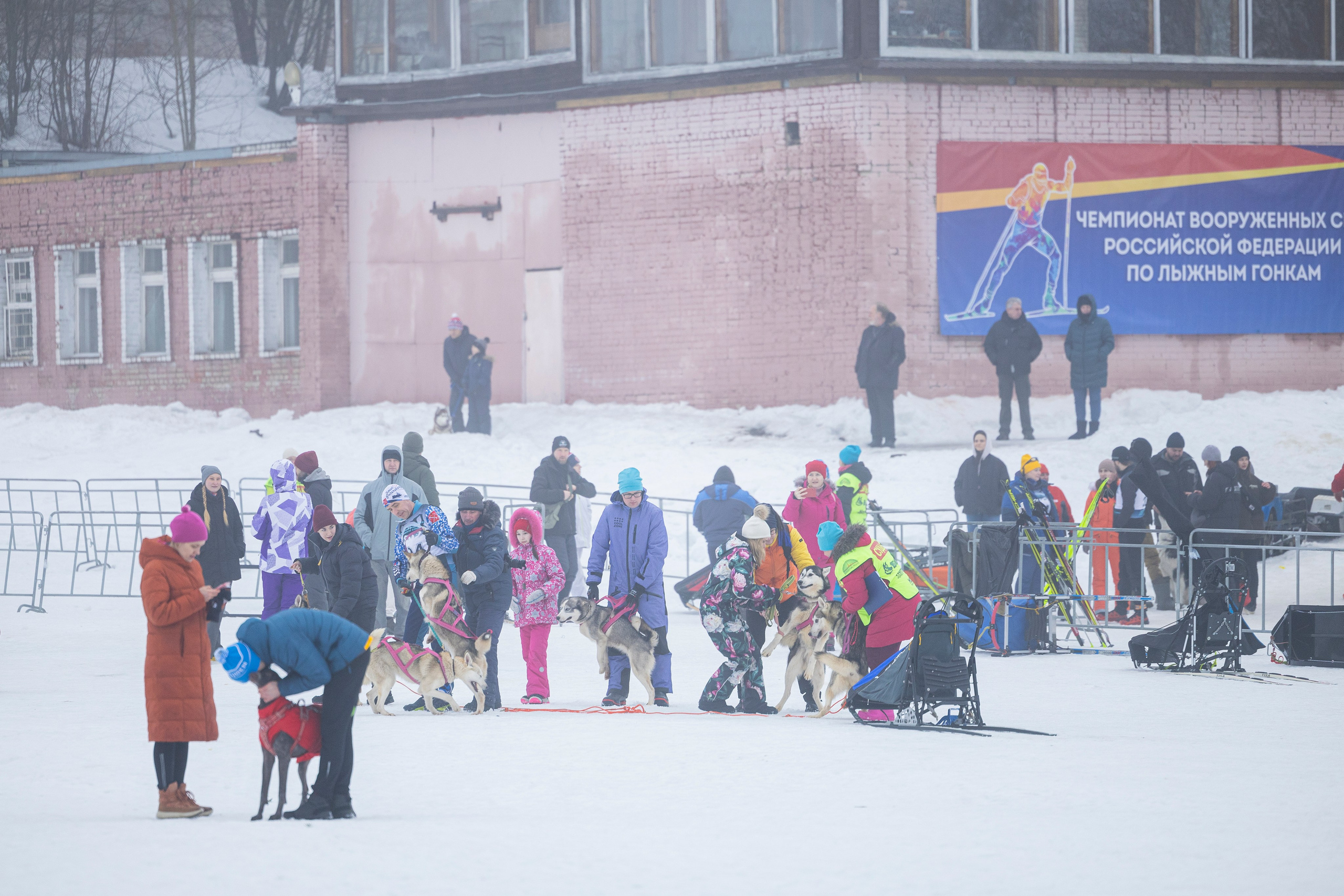 Зимний Чемпионат Санкт-Петербурга по ездовому спорту. Фотограф-анималист Анна Маринич