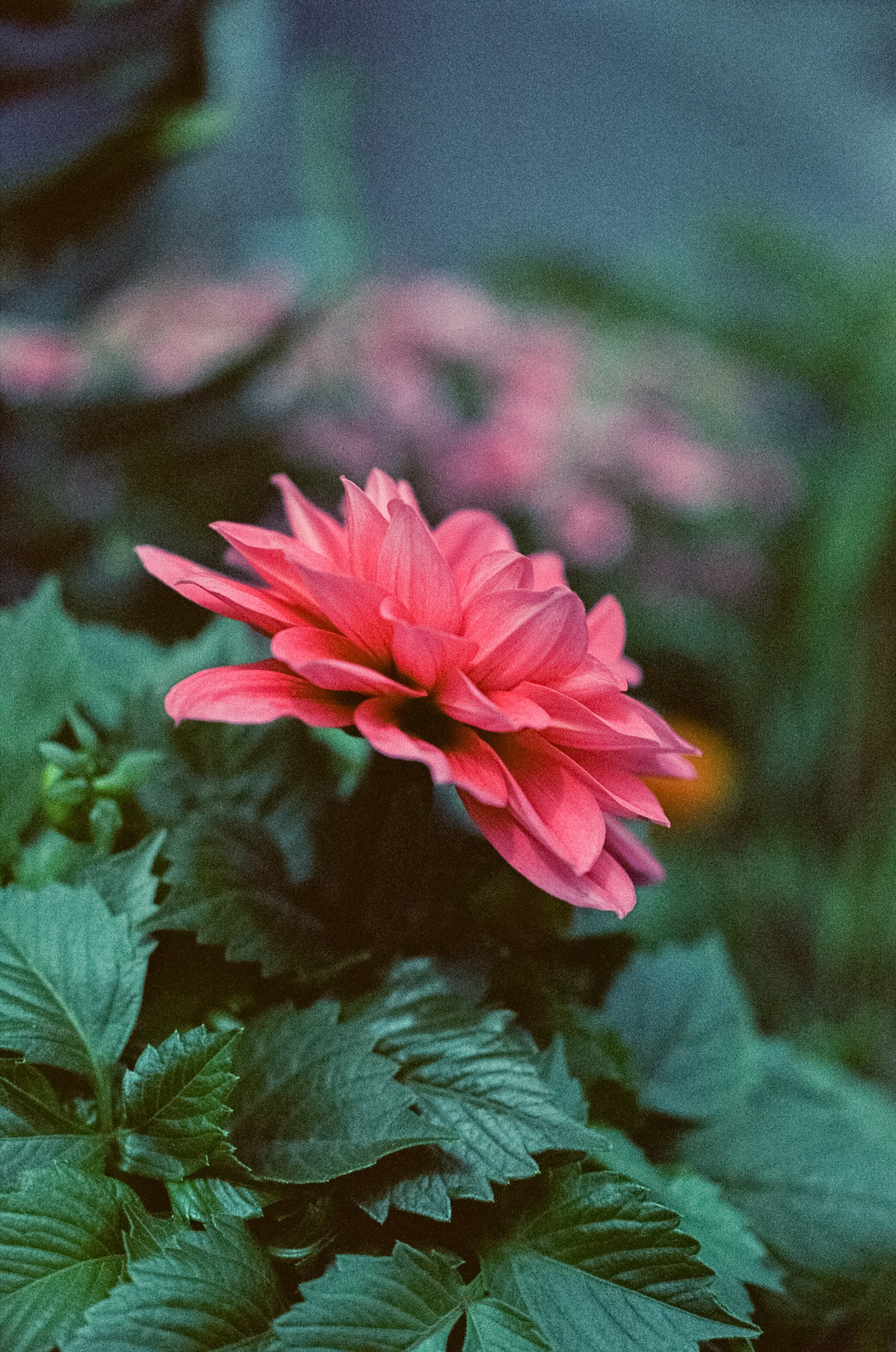 Kodak Vision 3 500T примеры фотографий