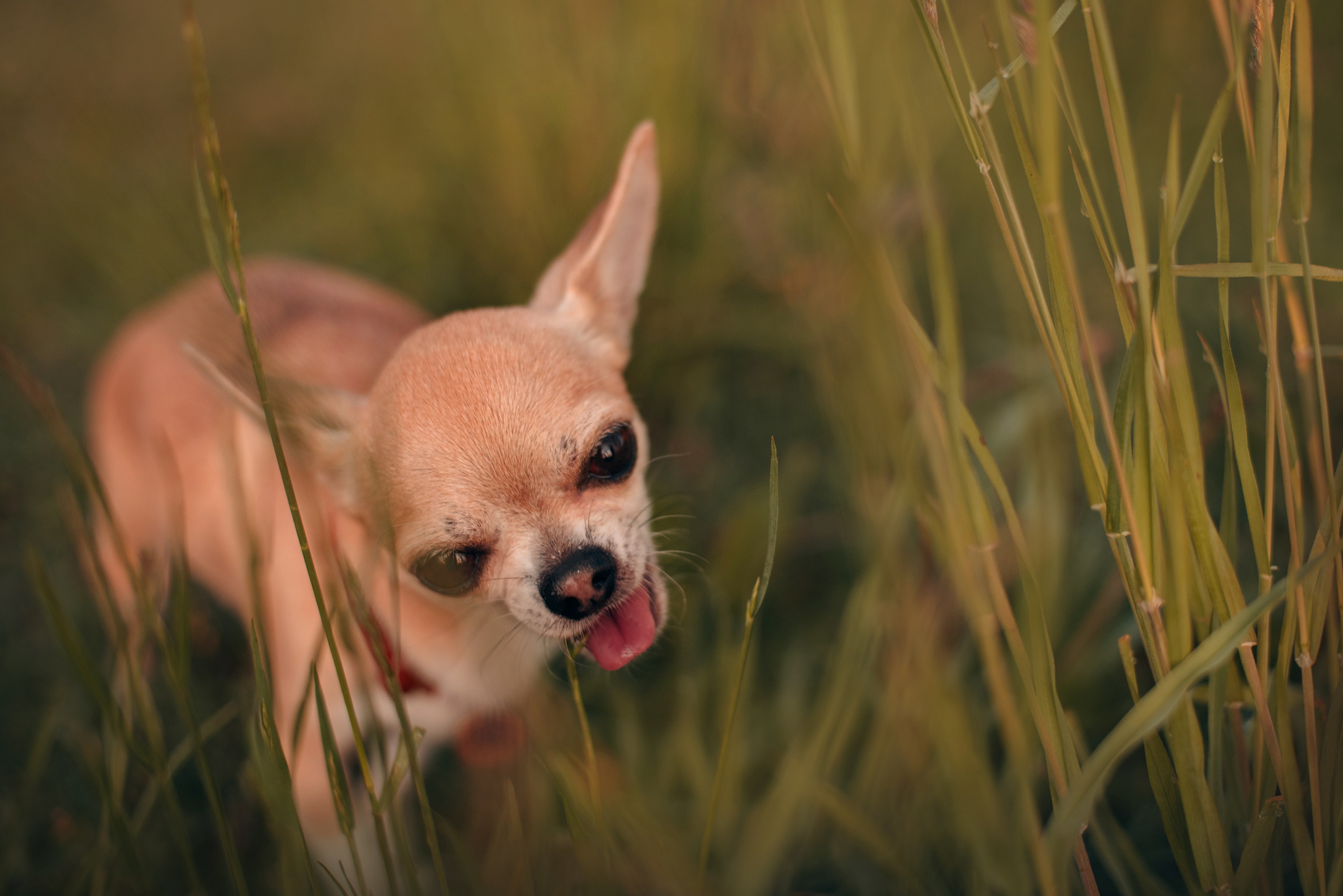 Прогулка: чихуахуа Хенни и Алина во Владивостоке. Портфолио