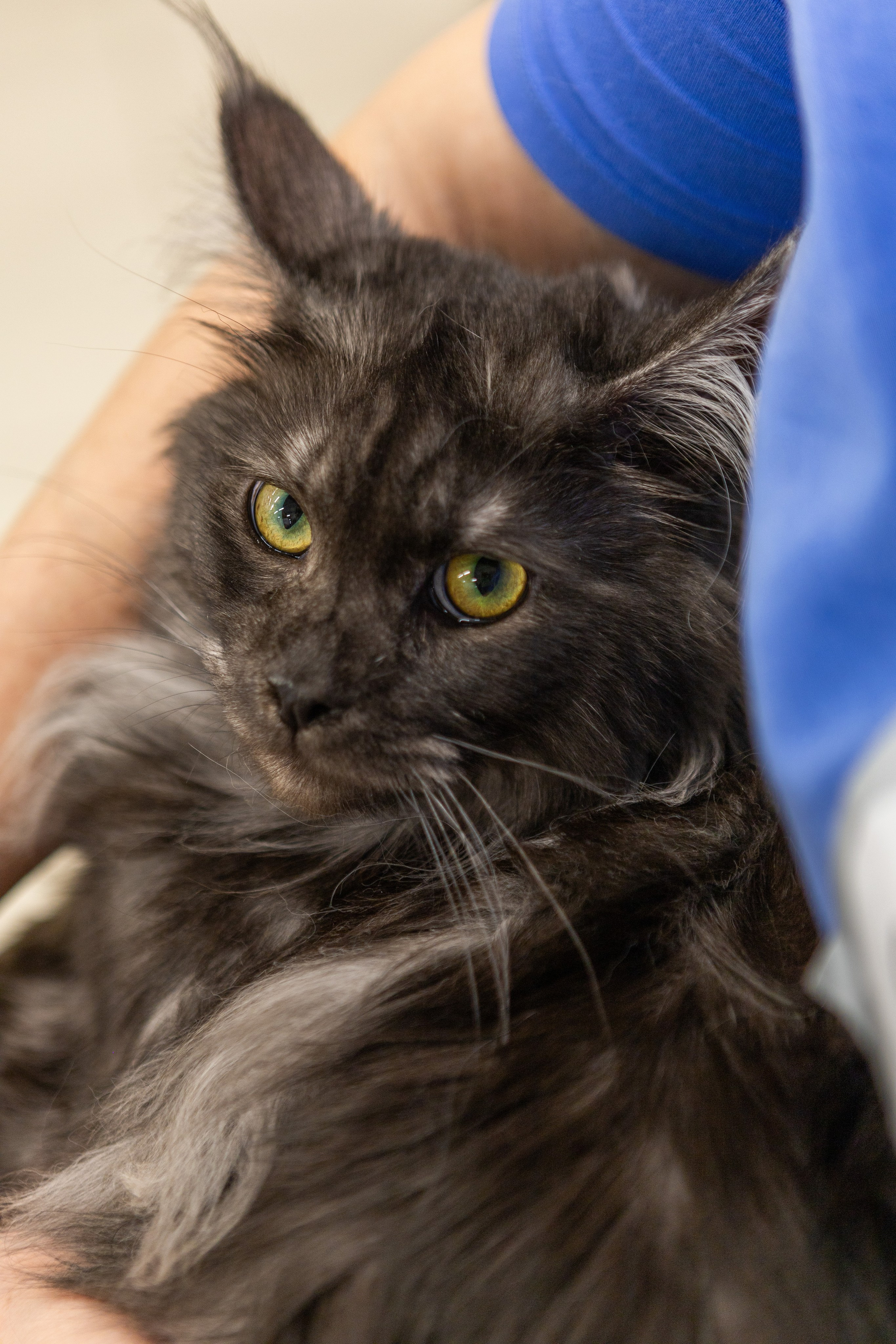 Кошки. Фотограф Яна Матвеева в Ижевске