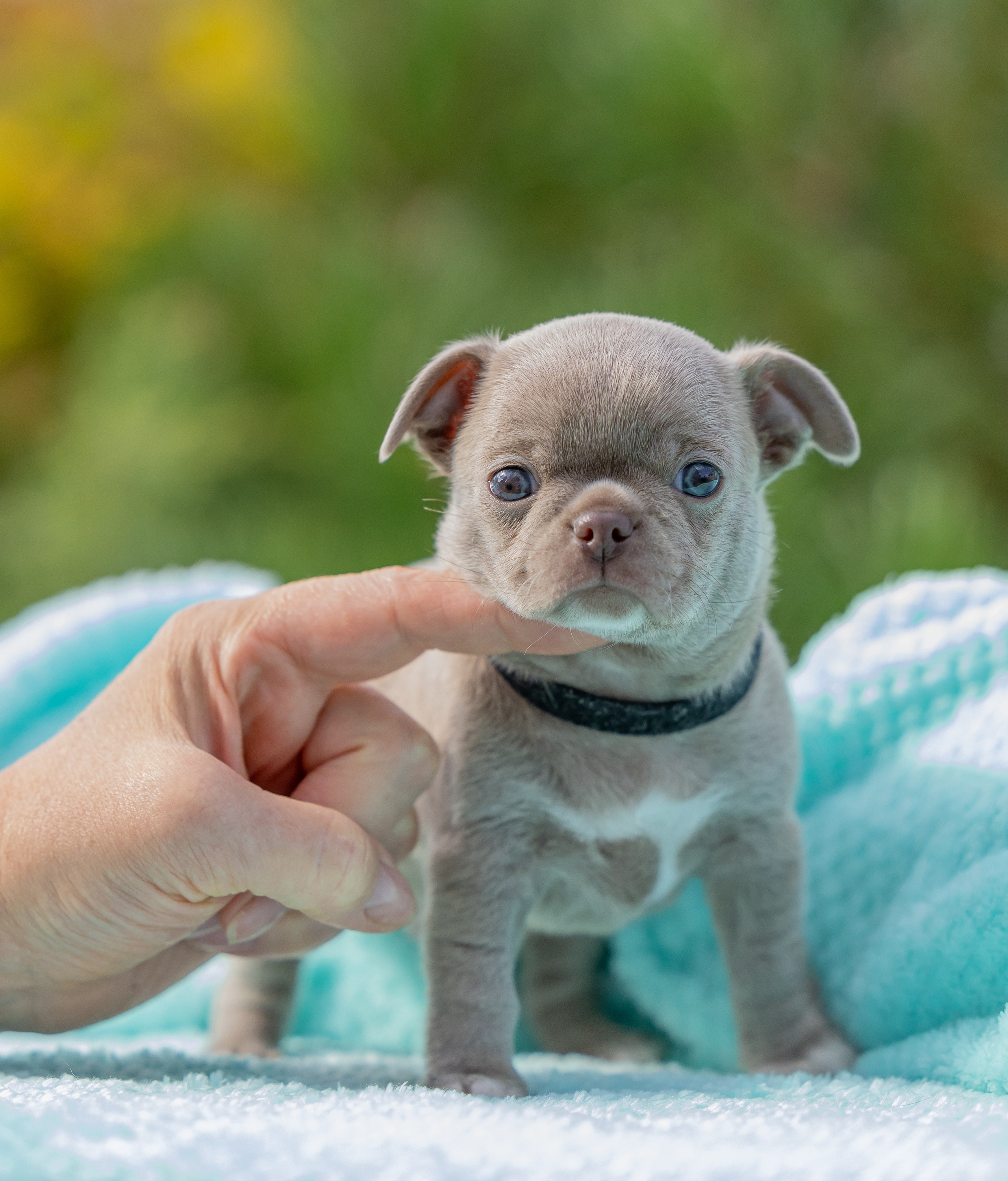 Щенки. Фотограф Яна Матвеева в Ижевске