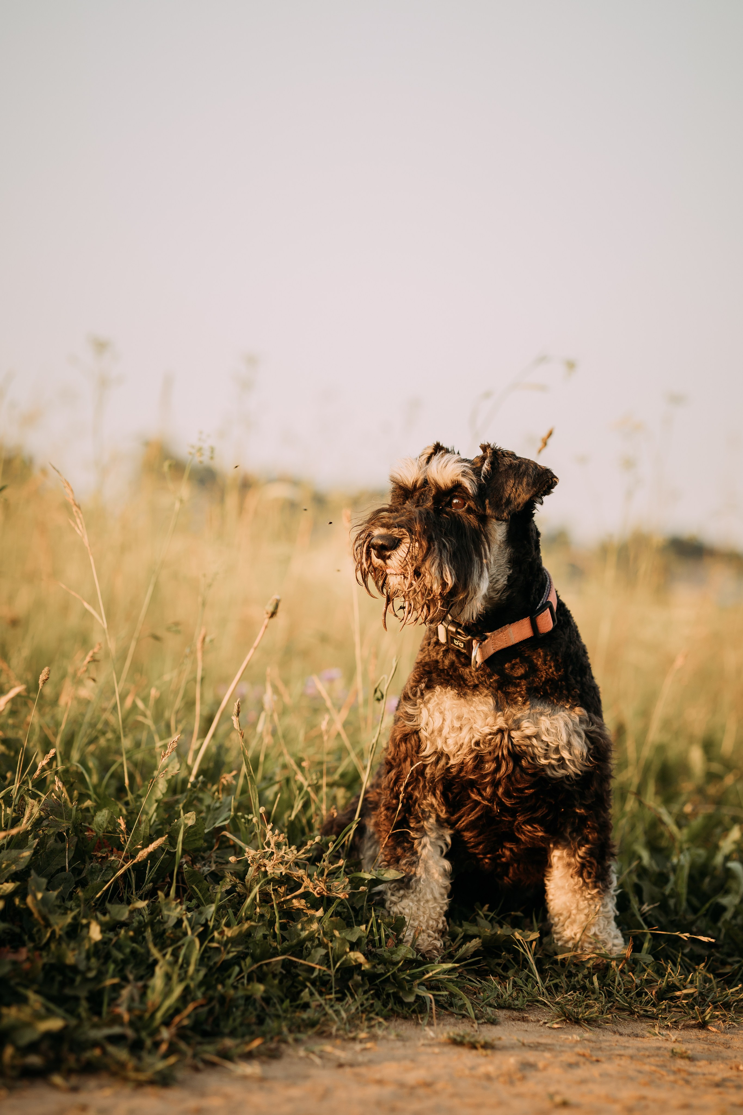 Фотопрогулка. Евгения и цвергшнауцер Ладушка. Фотограф Яна Матвеева в Ижевске