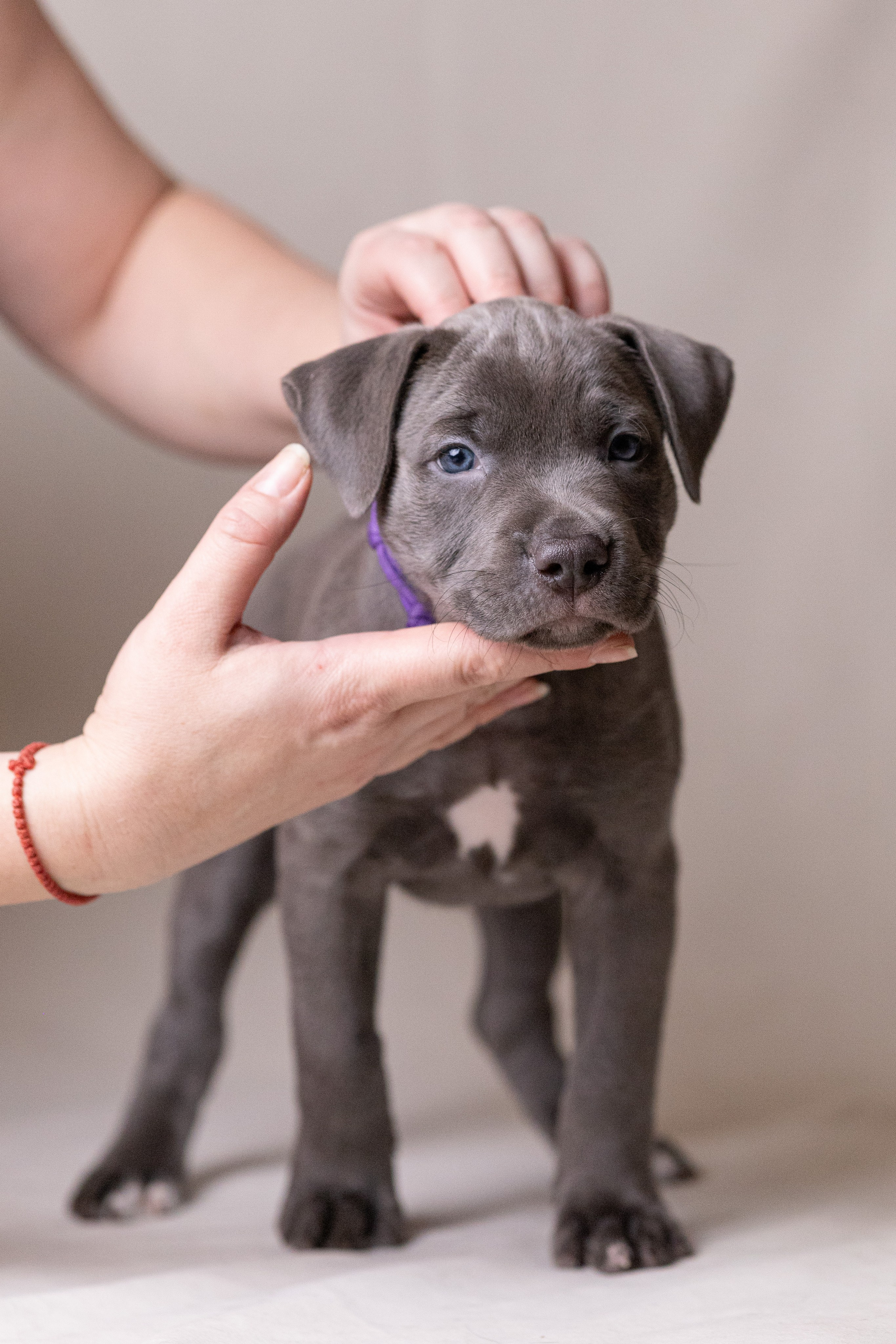 Щенки. Фотограф Яна Матвеева в Ижевске
