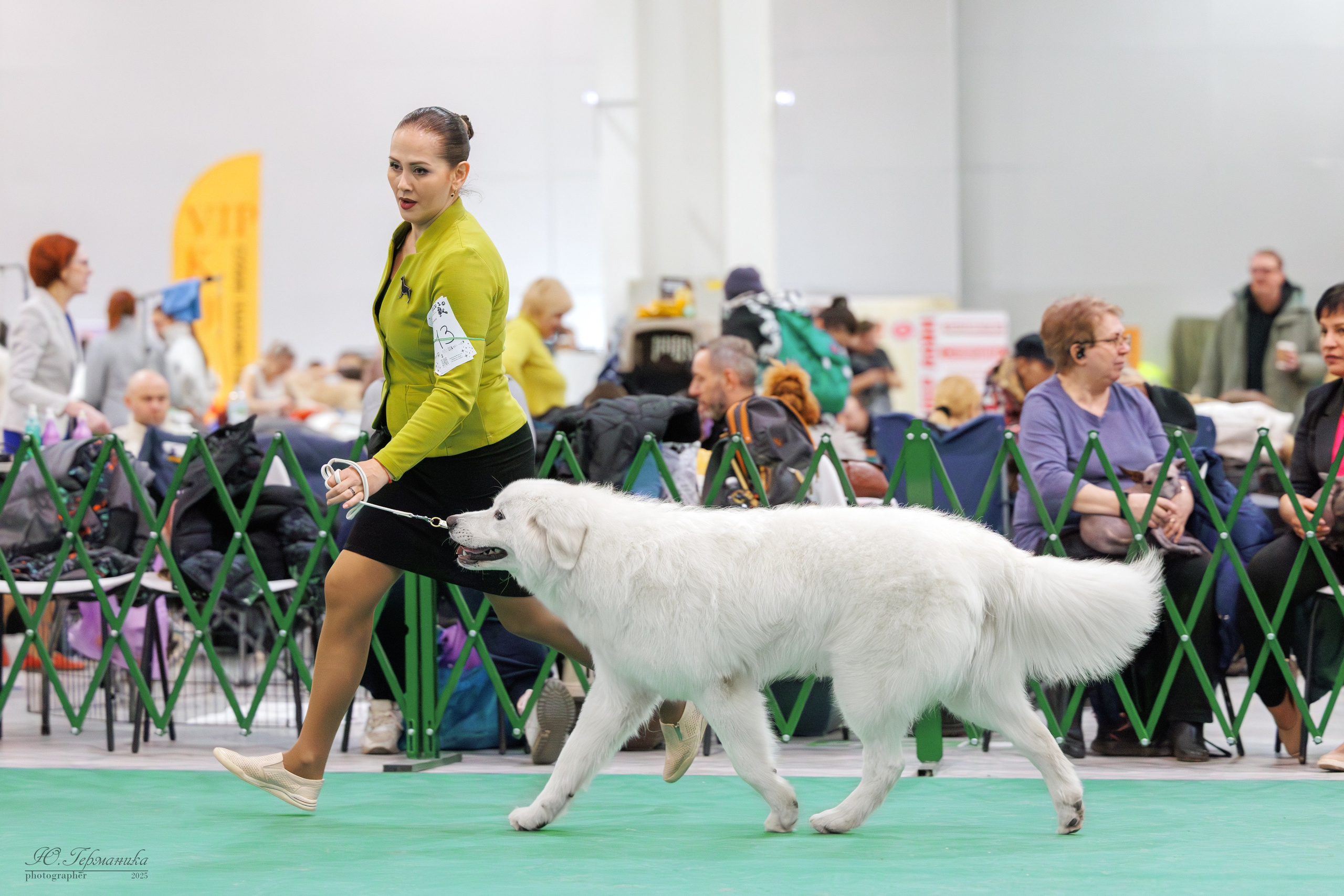 Гран-При 8.02.2025 и Крокус 09.02.2025. Фотограф-анималист Юлия Германика