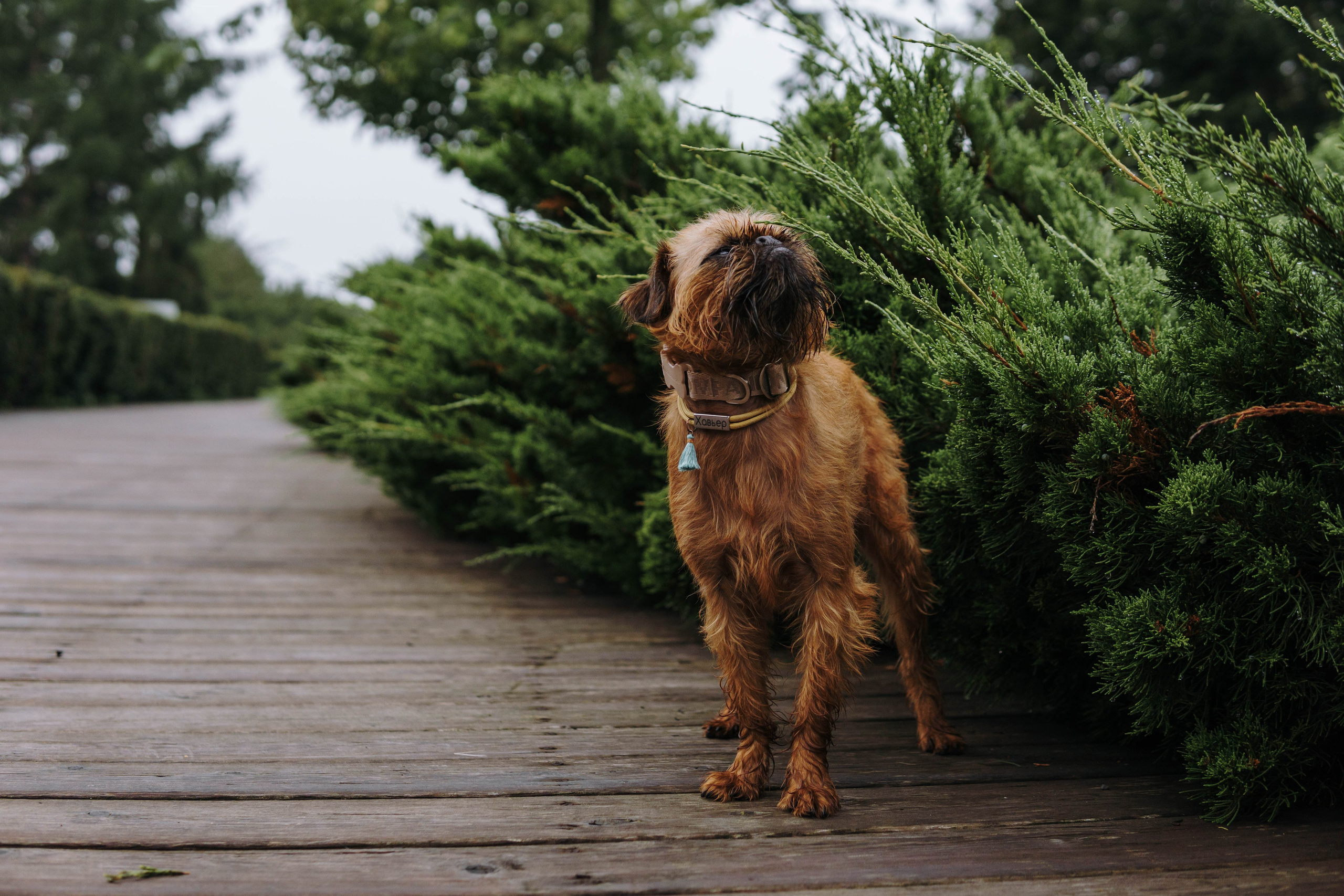 Наташа, Сережа и Хавьер. Фотограф-анималист Ксения Воробьева, Москва