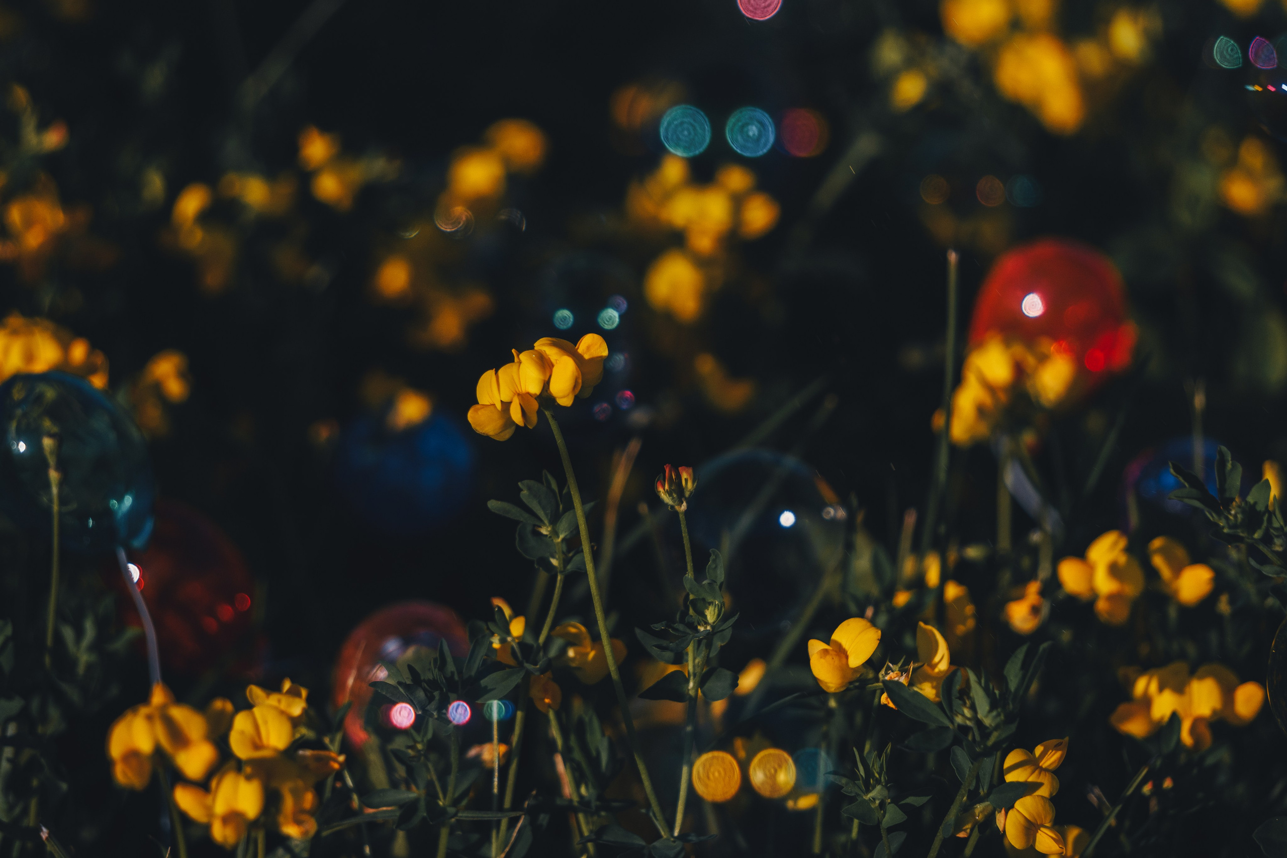 Катя и Яшма. Фотограф-анималист Ксения Воробьева, Москва