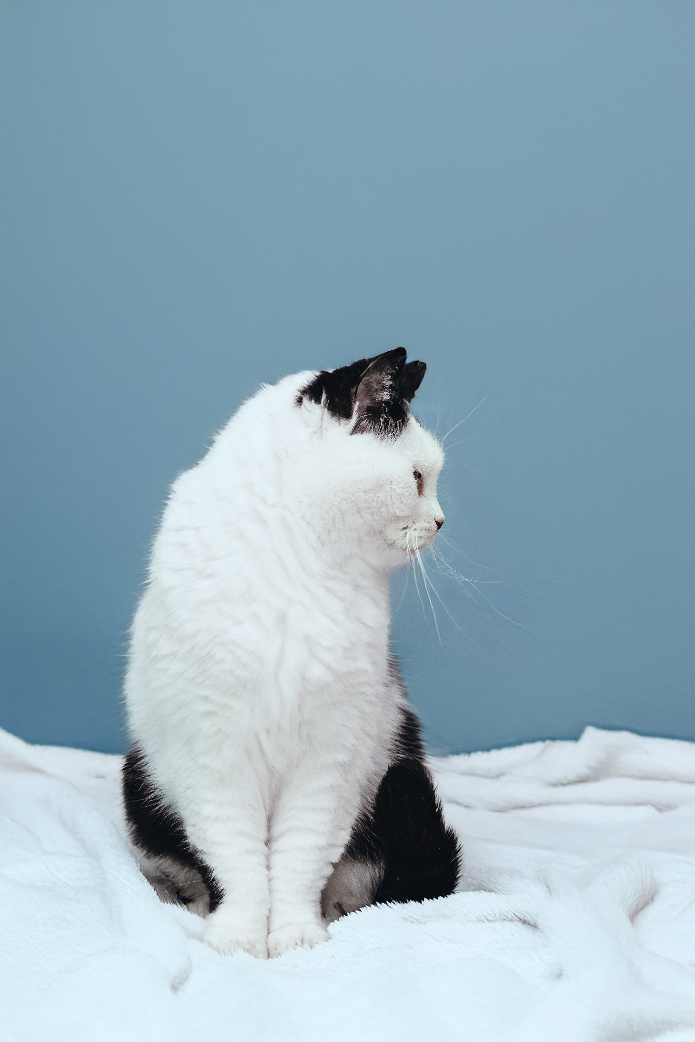 Кошки в поиске дома 2025. Фотограф-анималист Татьяна Степанова