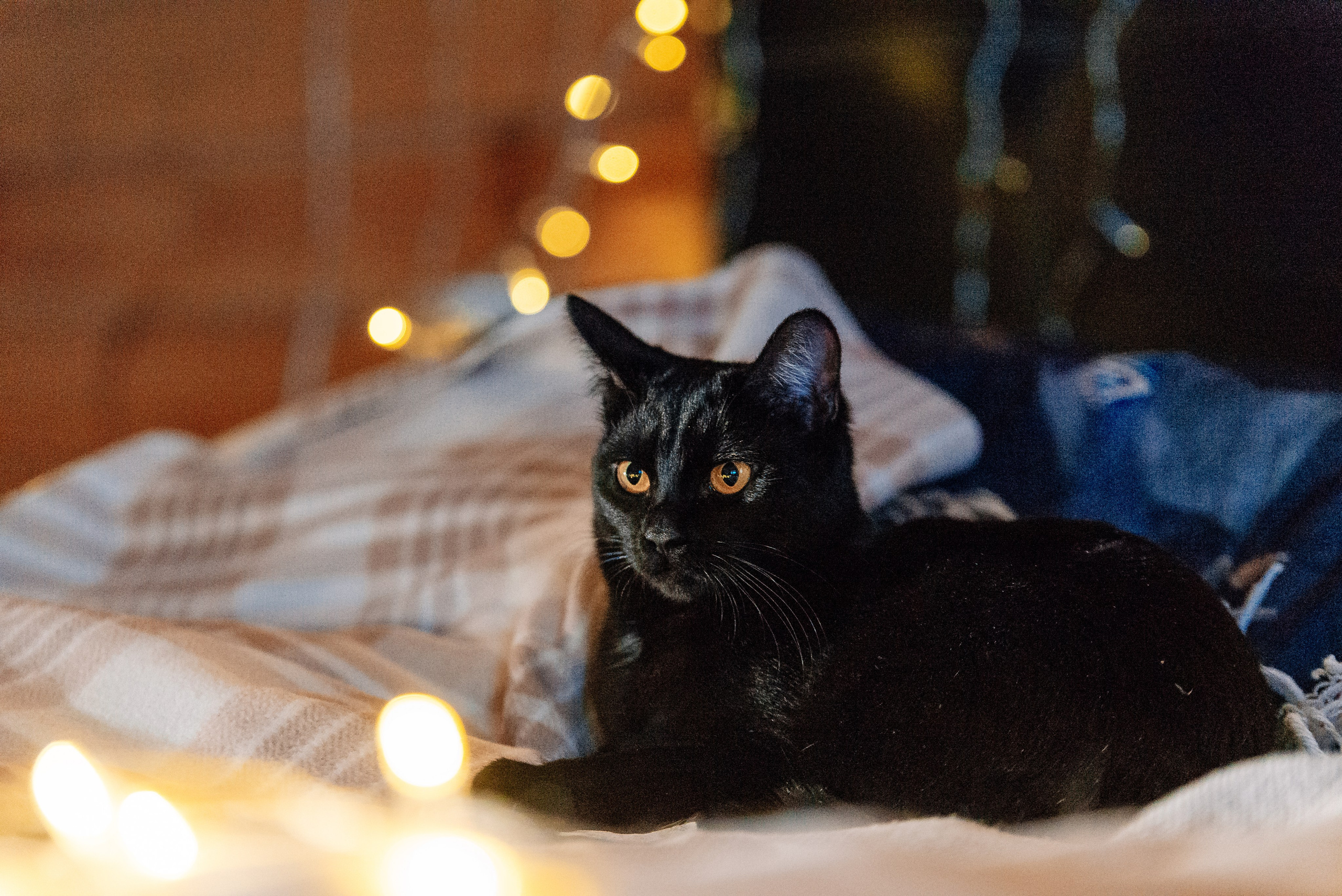 Светлана, Альфа и кошки ✨. Фотограф-анималист Анастасия Парфенова|Екатеринбург