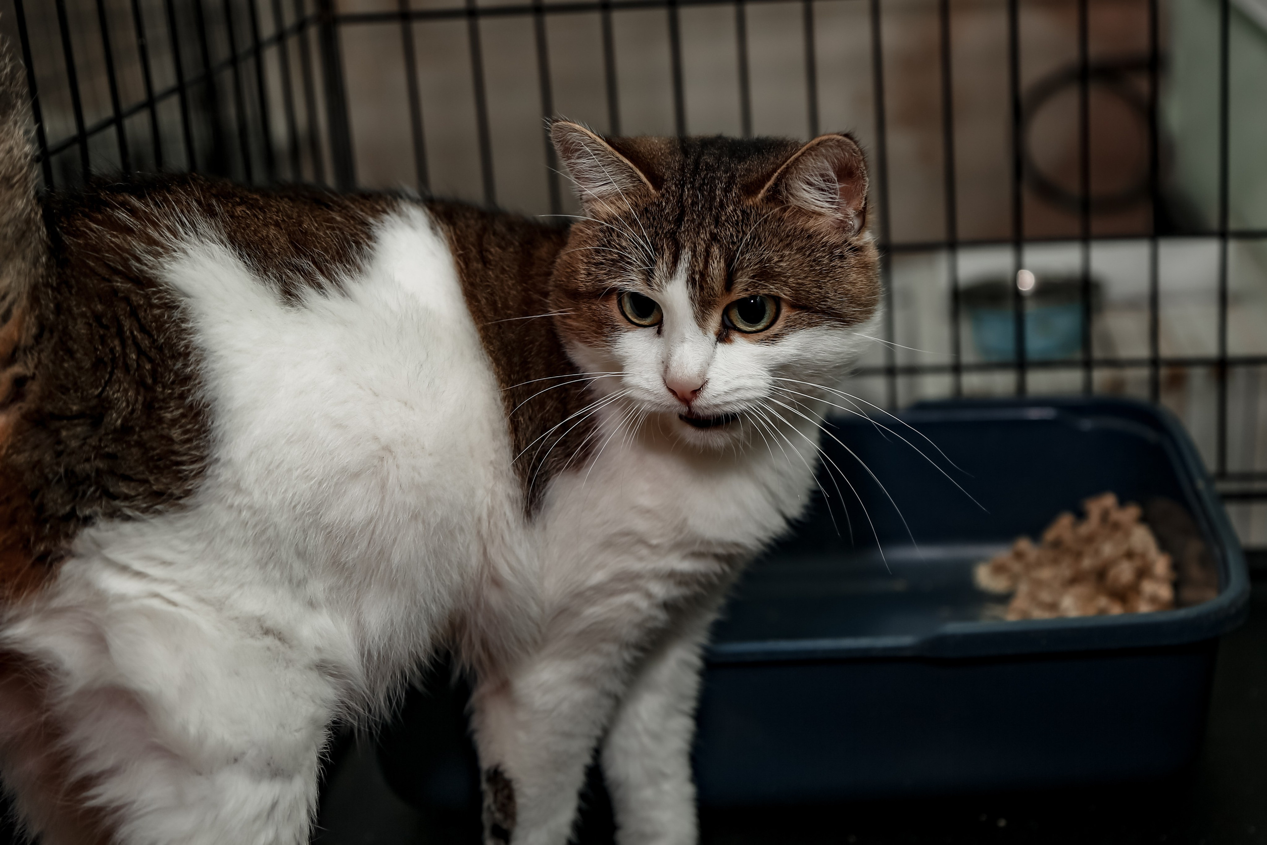 Приют Кошкин Дом Филимоша. Ваш фотограф в Оренбурге Рощупкина Екатерина