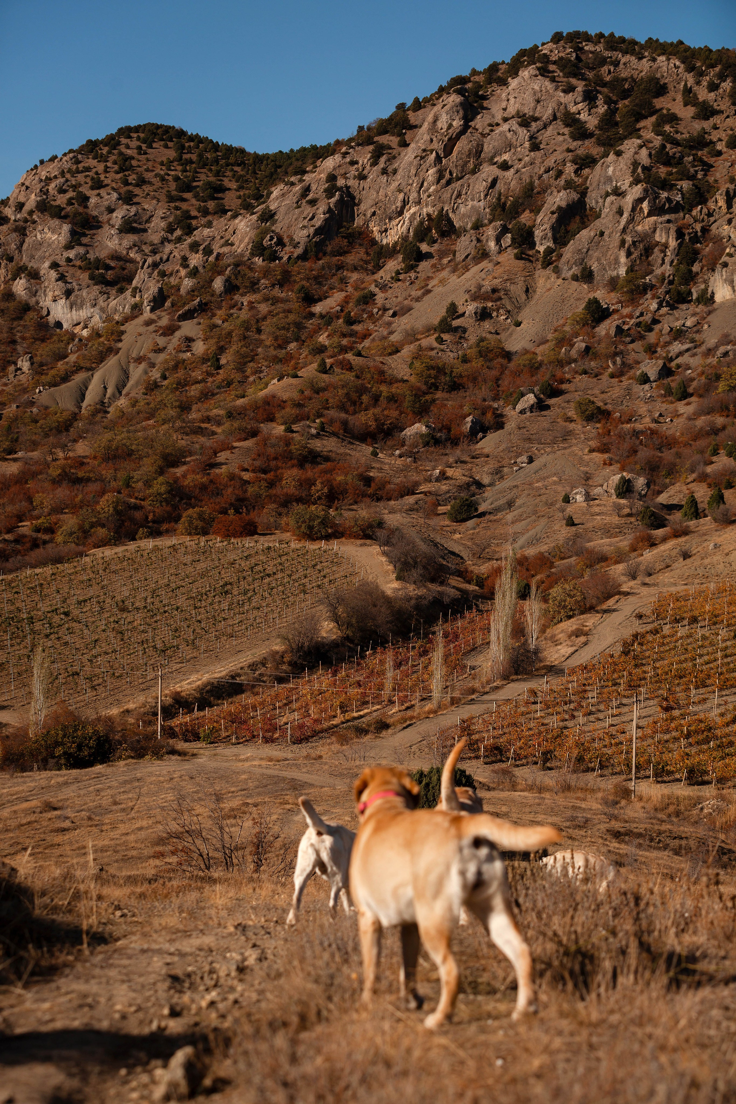 Лабрадоры и горы. Фотограф-анималист в Краснодаре Маша Мельникова
