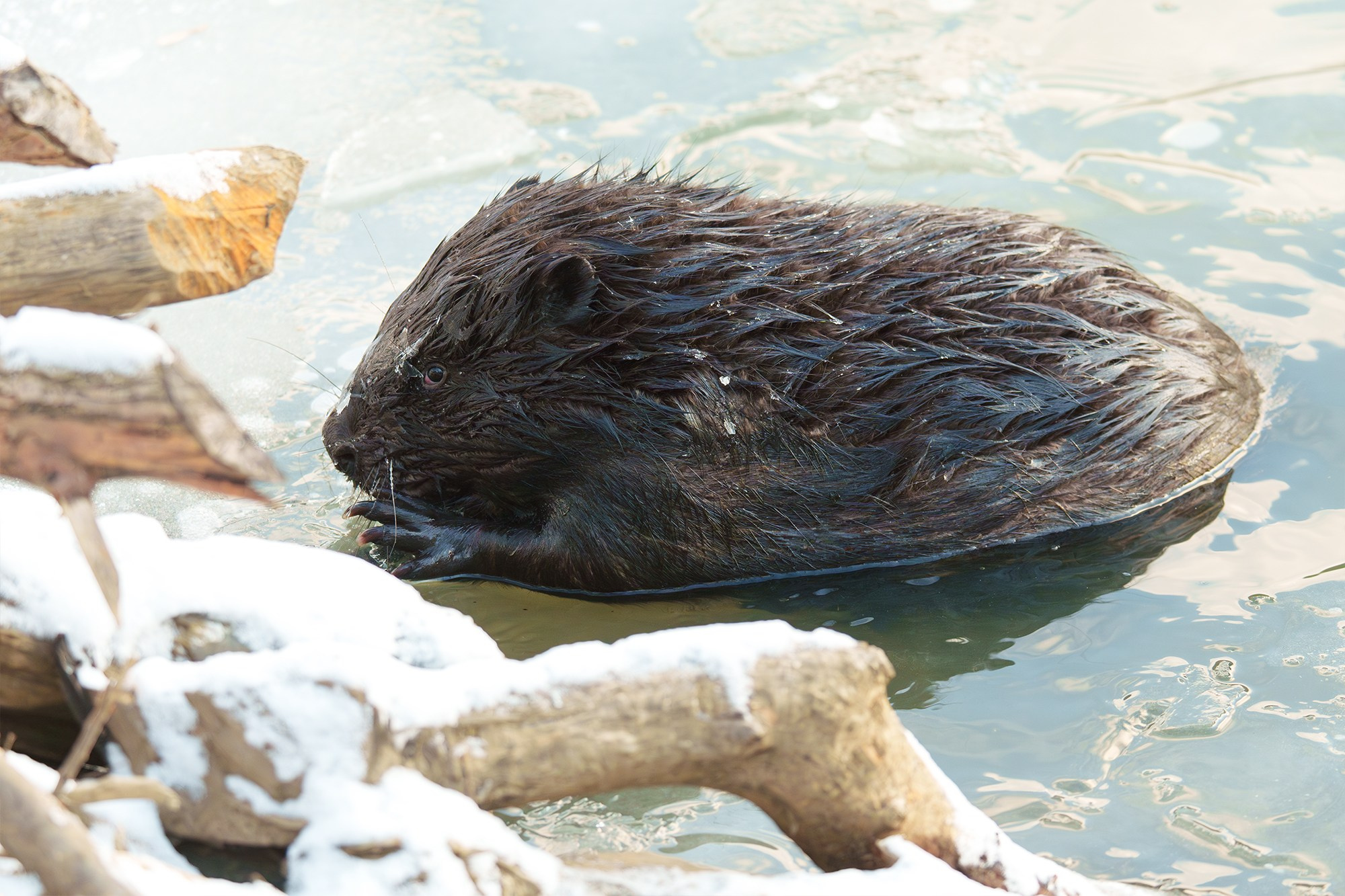 Животные. Ваш личный фотограф Марина Волкова