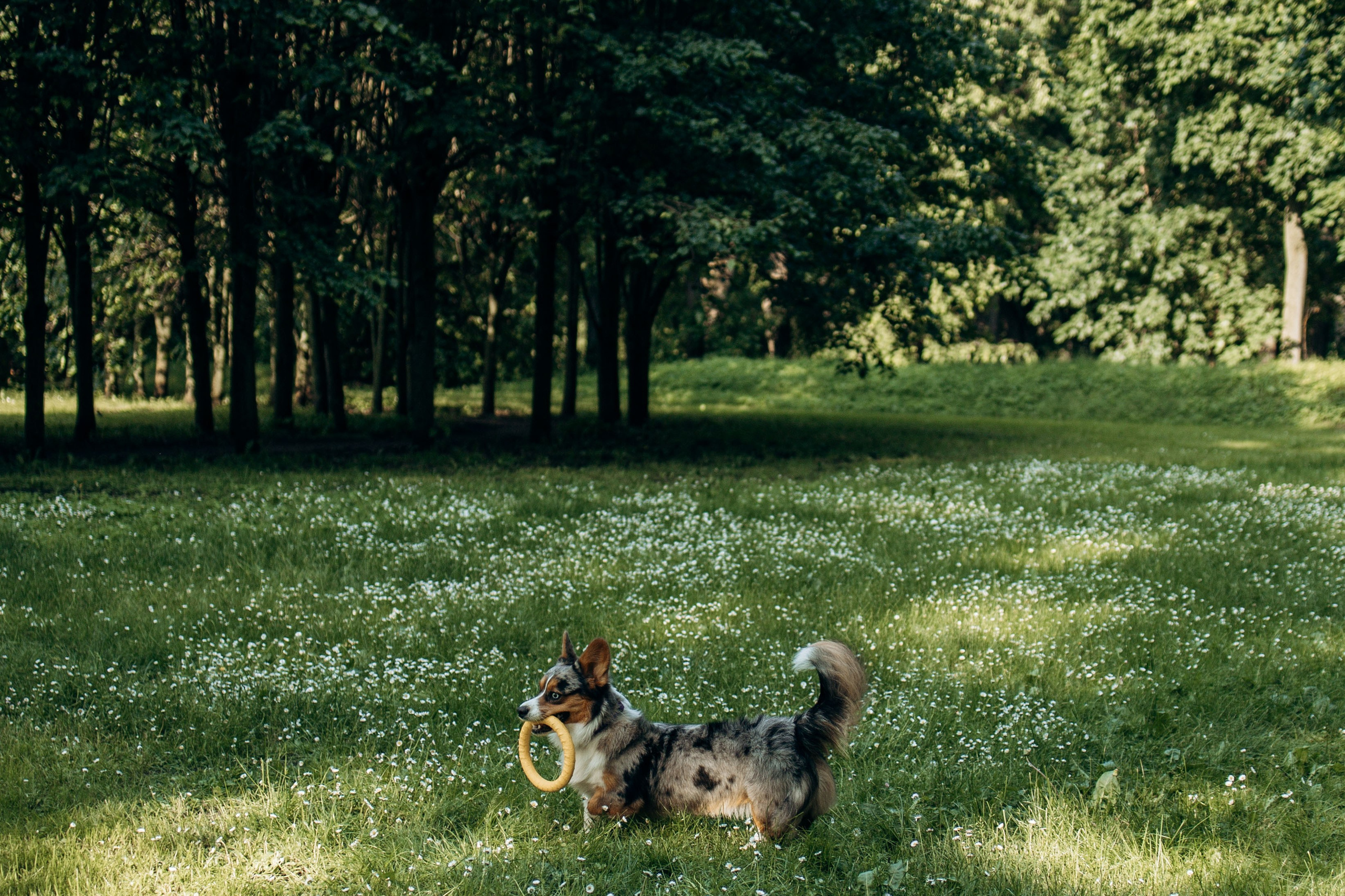 Евгения и Грей