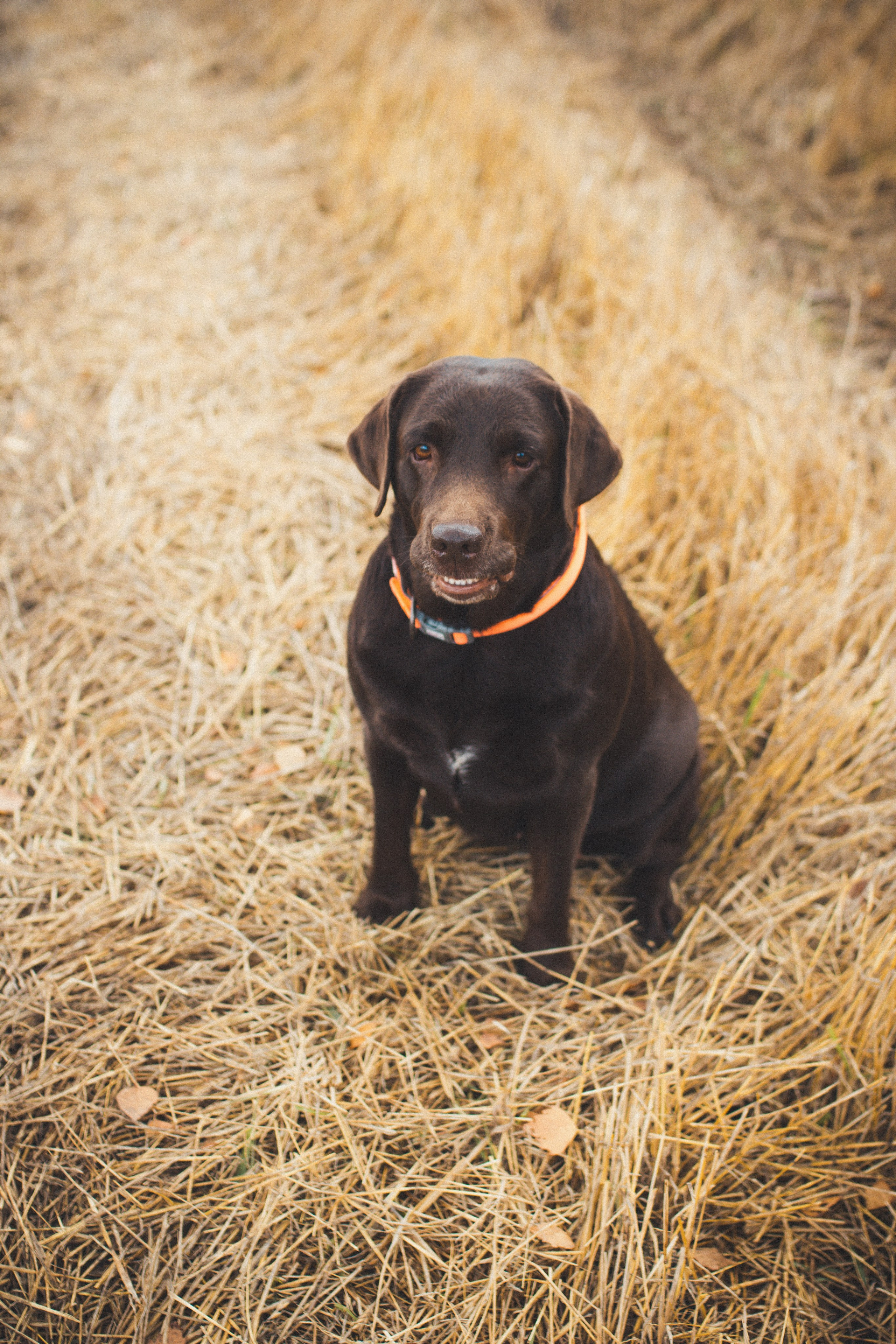 Природа/Животные