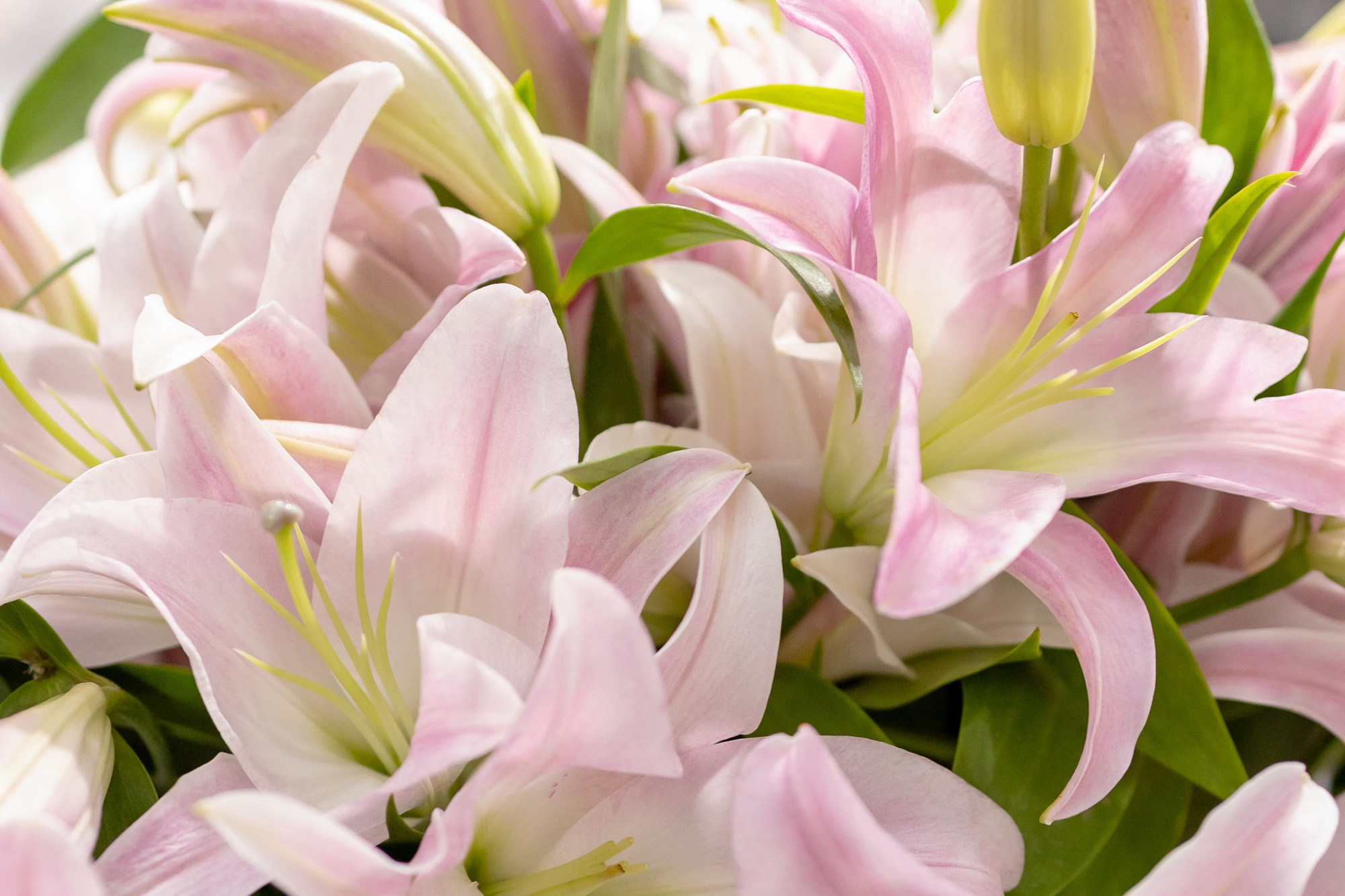 Цветы-Экспо 2025. Фотосессии и репортаж — Фотограф в Москве — Рина Серёгина