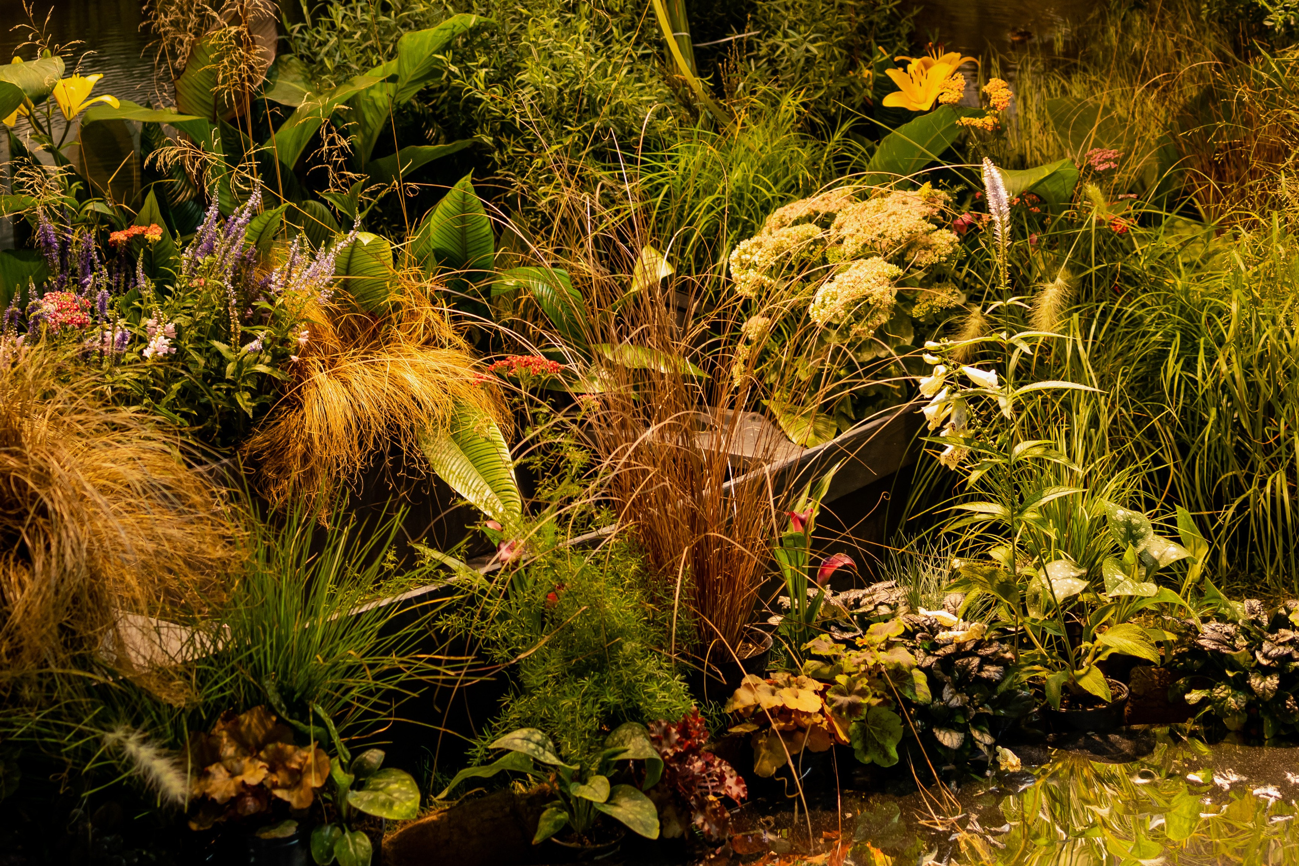 Цветы-Экспо 2025. Фотосессии и репортаж — Фотограф в Москве — Рина Серёгина