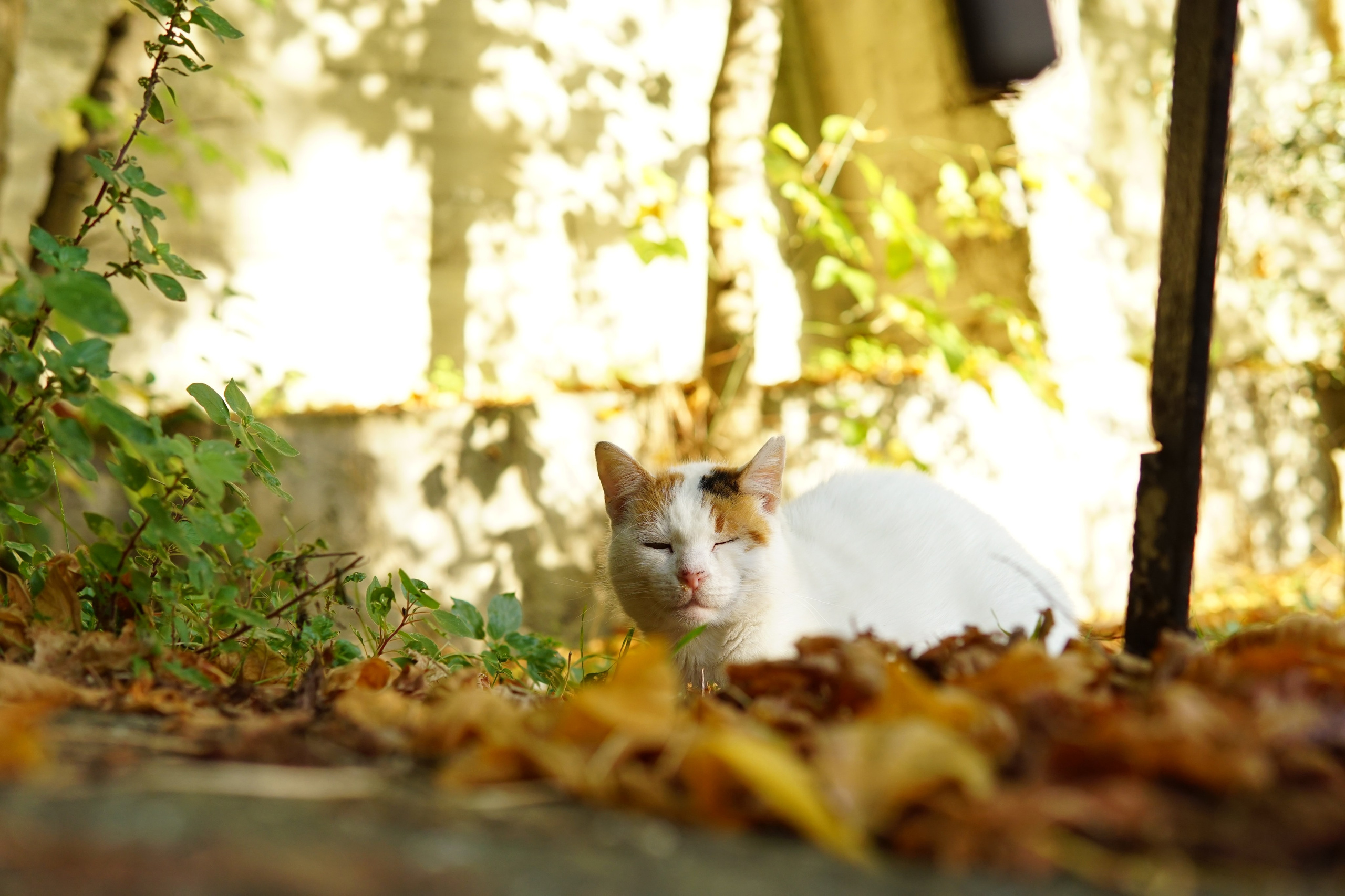 Стамбул. Фотограф в Москве Юлия Першина