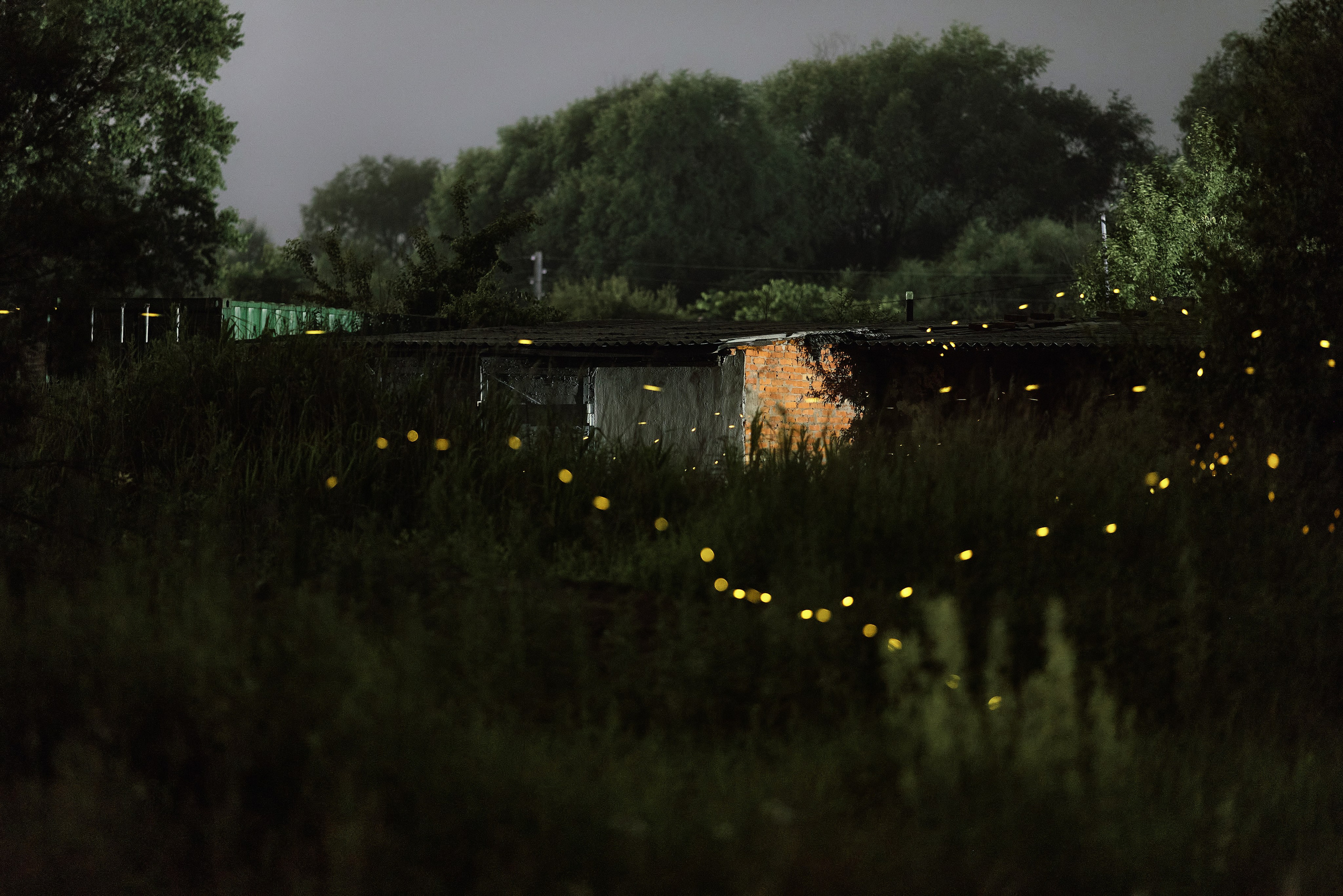 Июльские светлячки в Золотой Долине (Приморье, Россия)