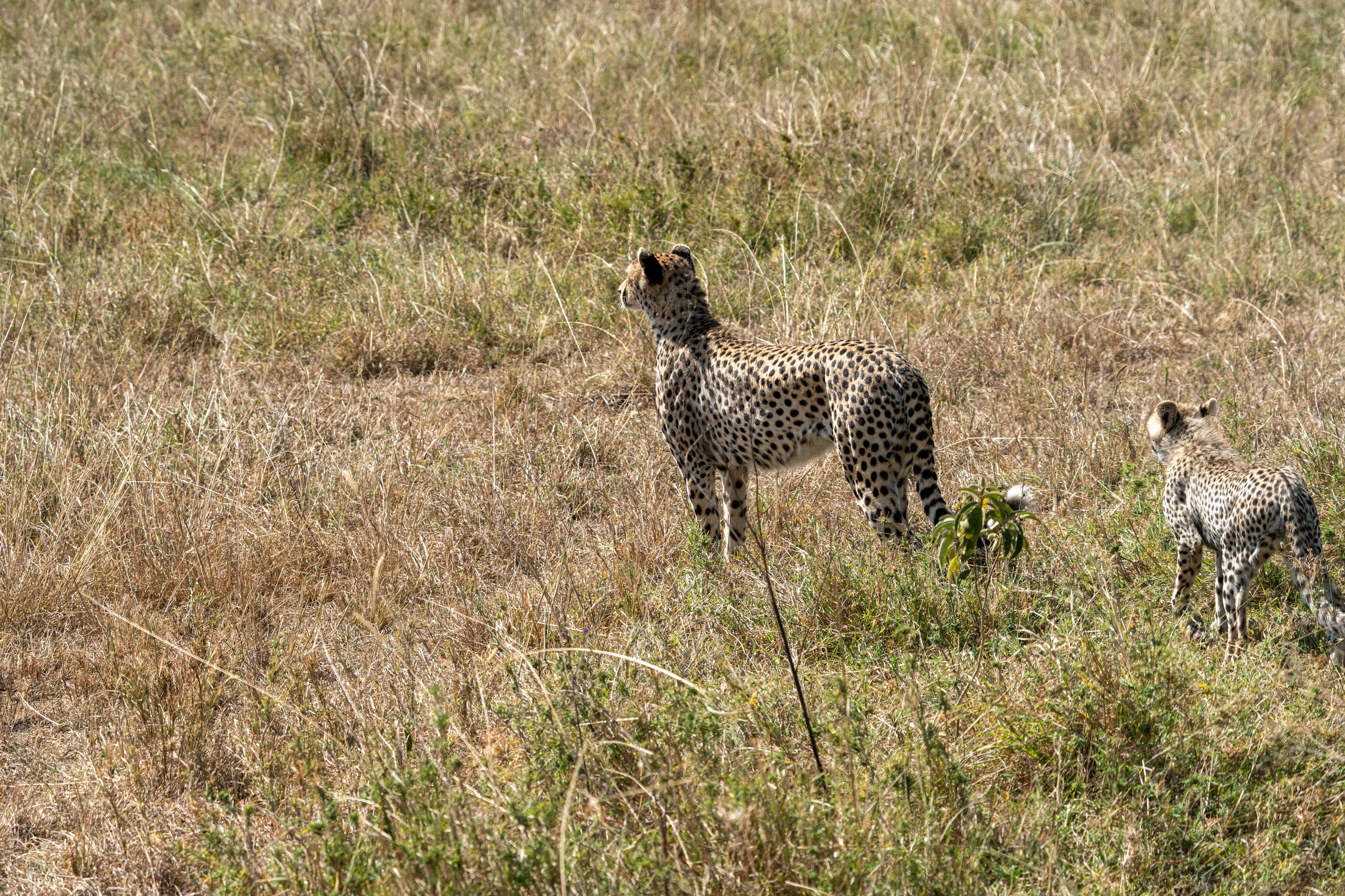 Танзания, сафари, 2025. Творческие сьемки