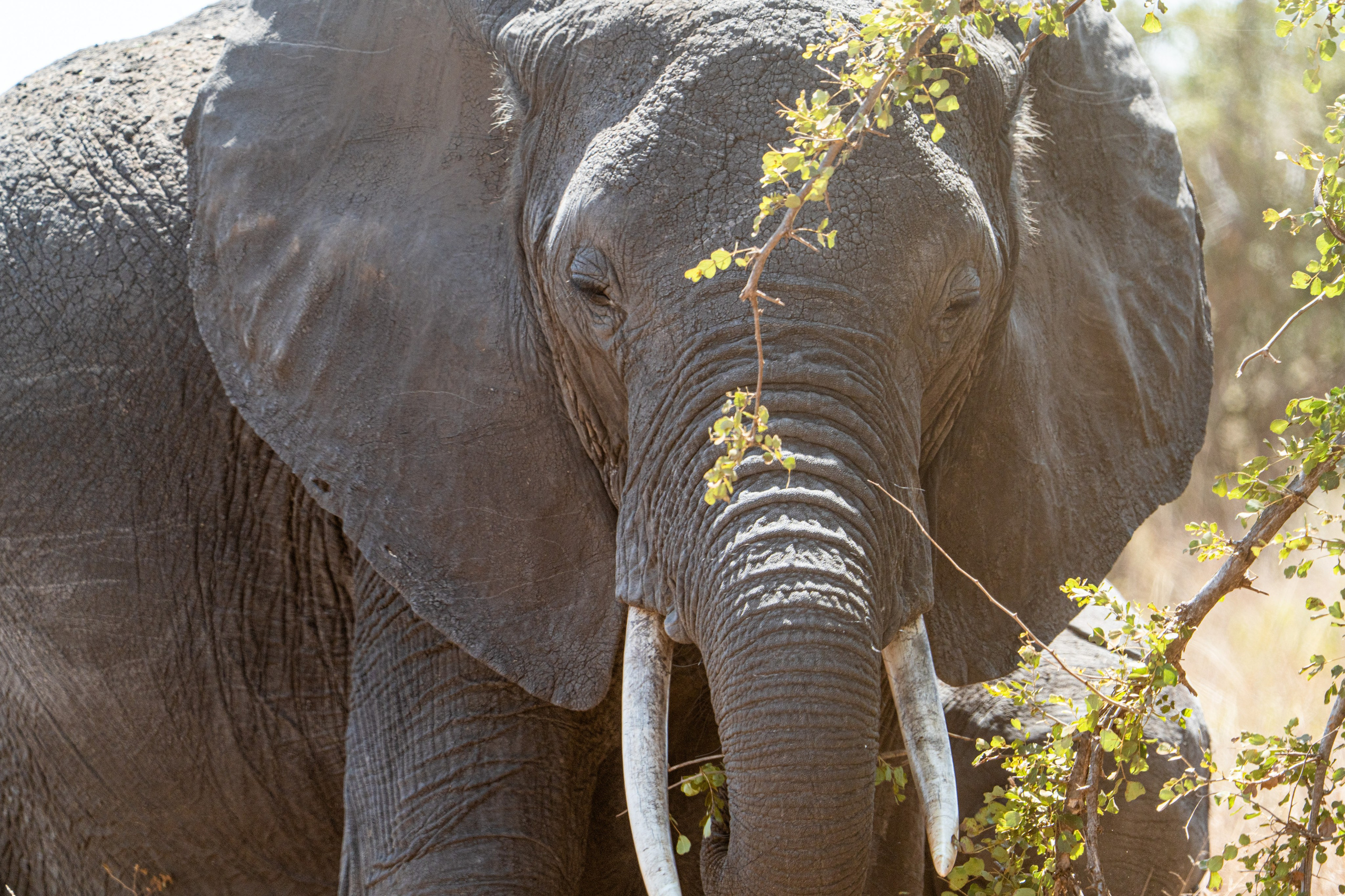 Танзания, сафари, 2025. Творческие сьемки