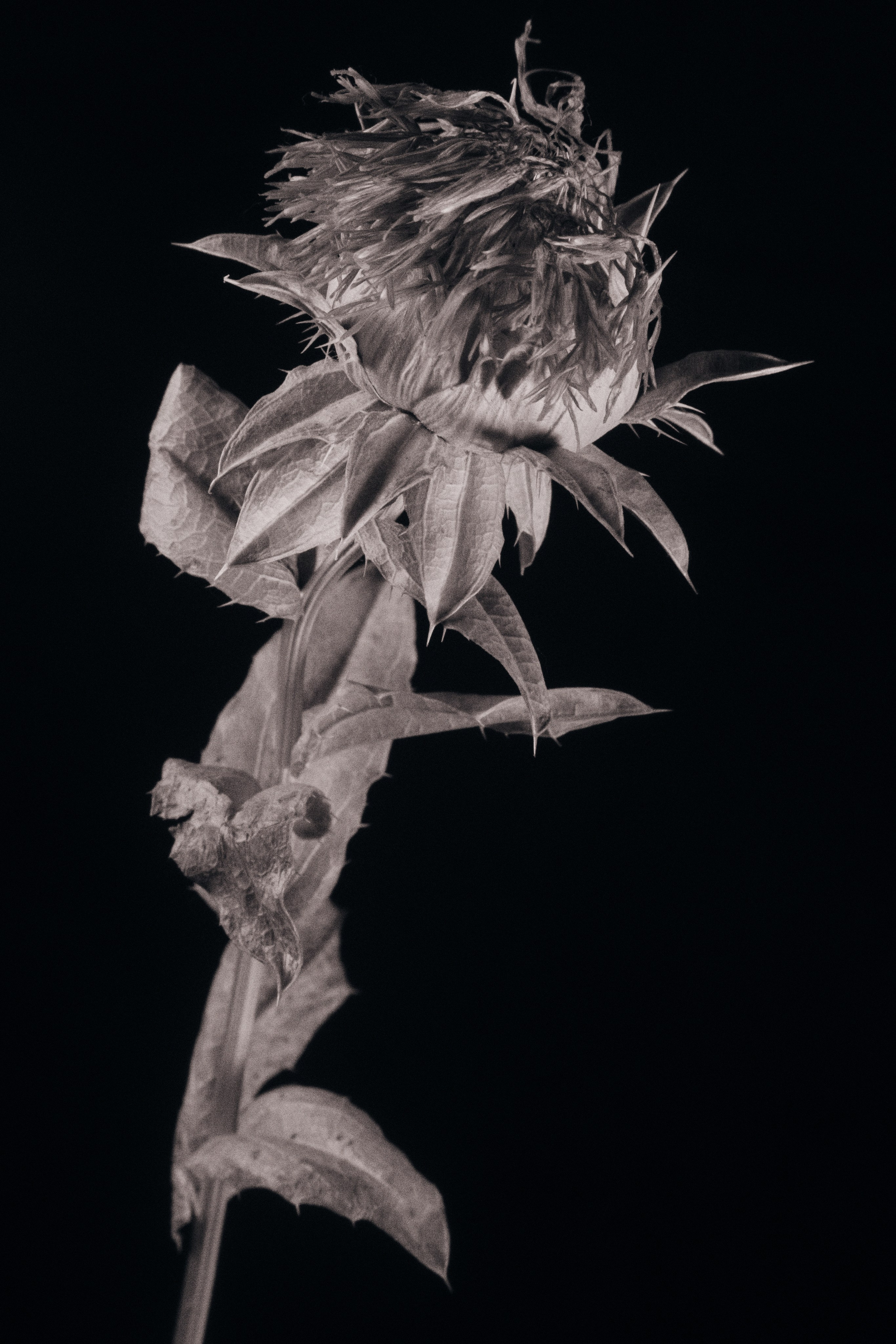 ЦВЕТЫ. Фотограф в Алматы Артемий Матюнин