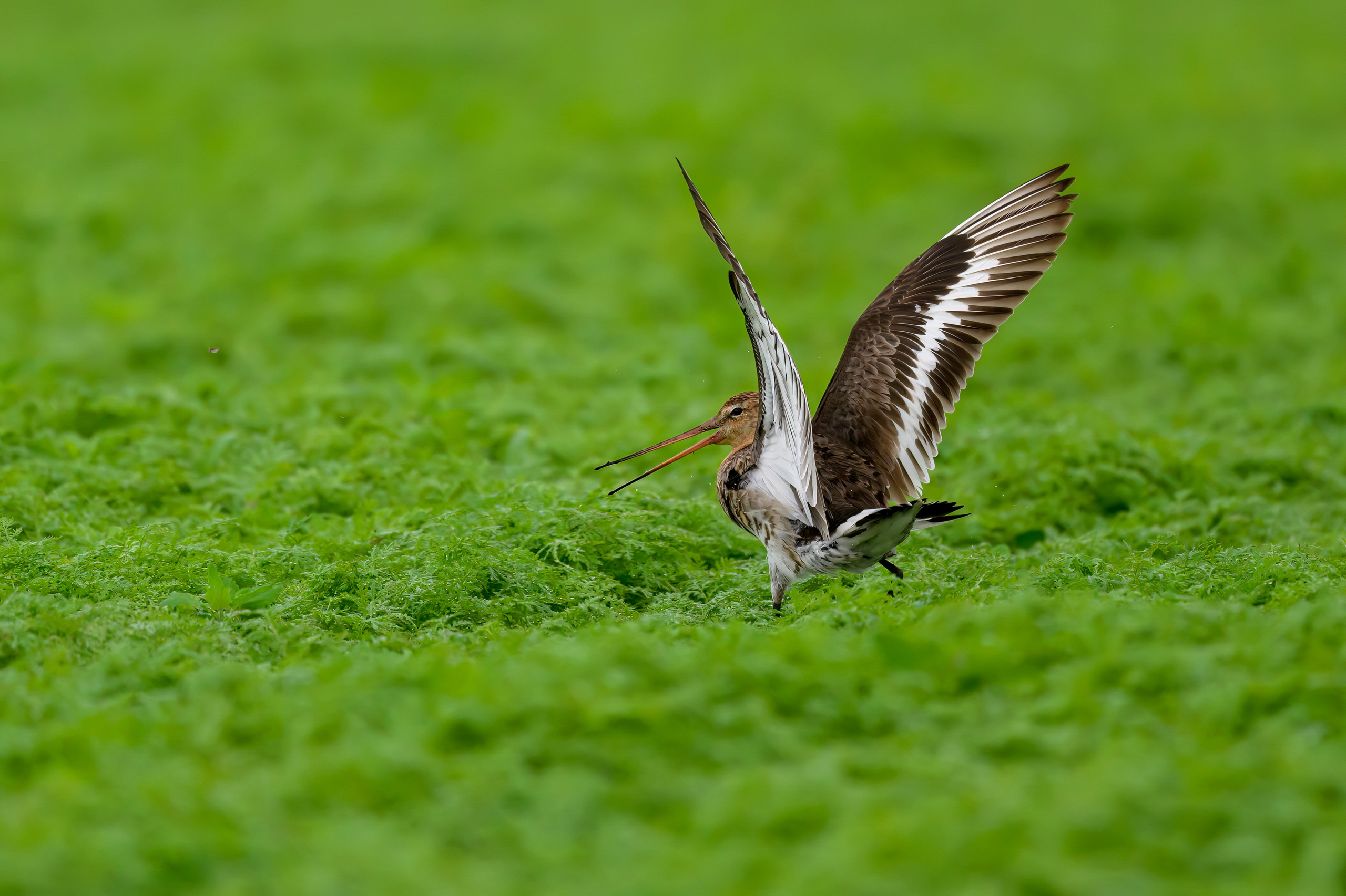Веретенник. Фотограф Сергей Пупонин