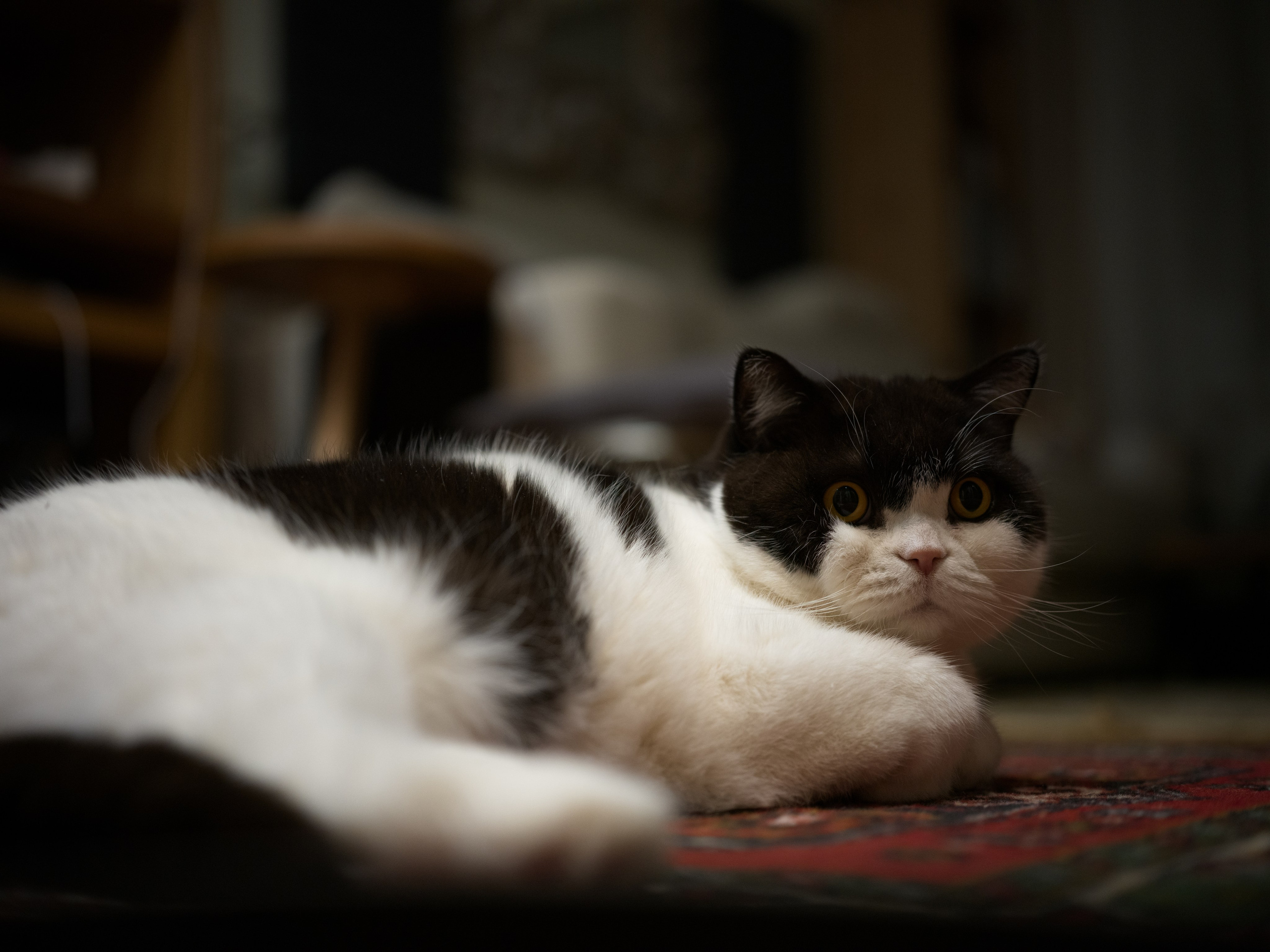 2025. Владимир Власюк