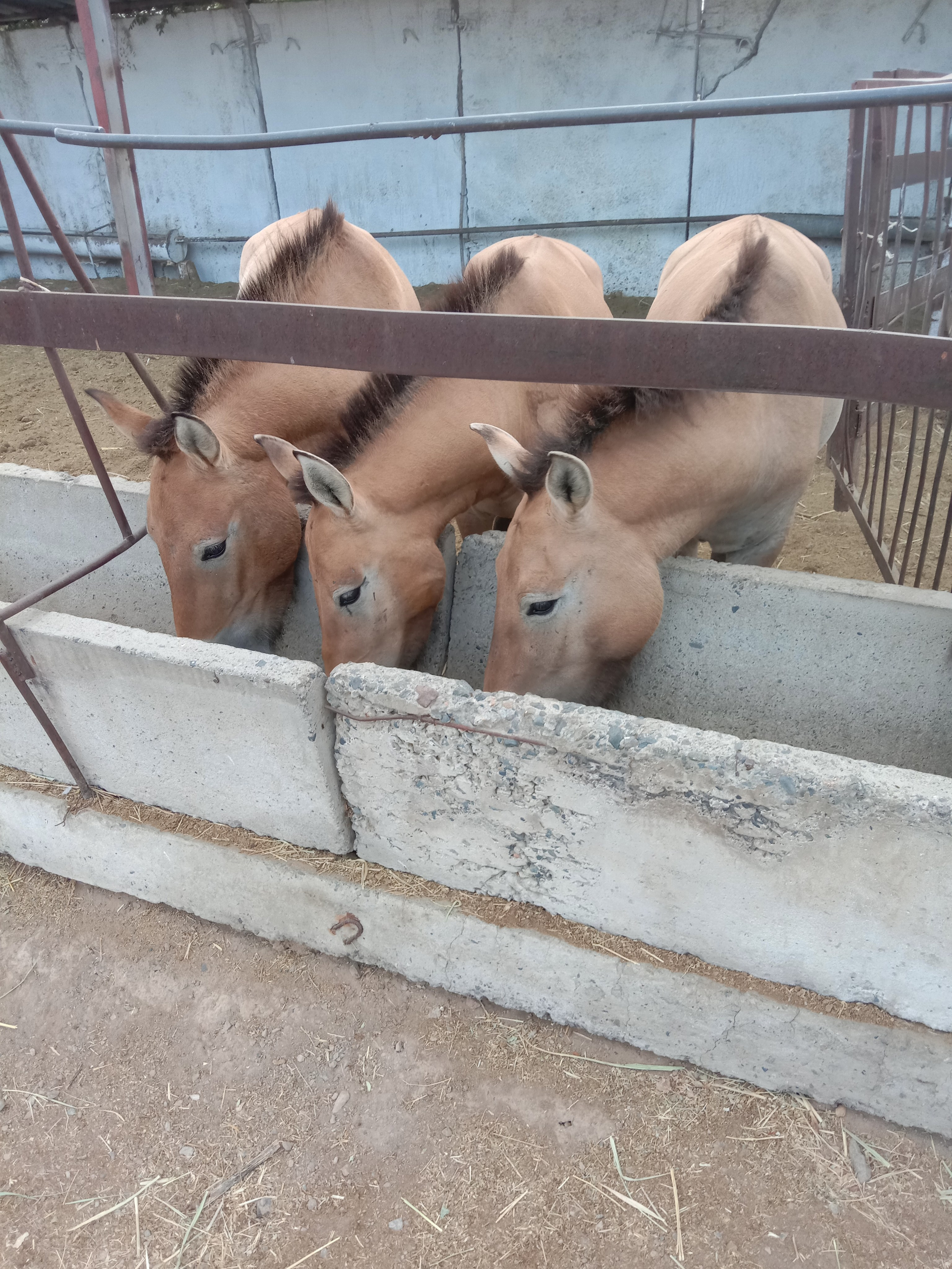Алтын Эмель за 2 дня: Поющий Бархан, горы Актау и Катутау