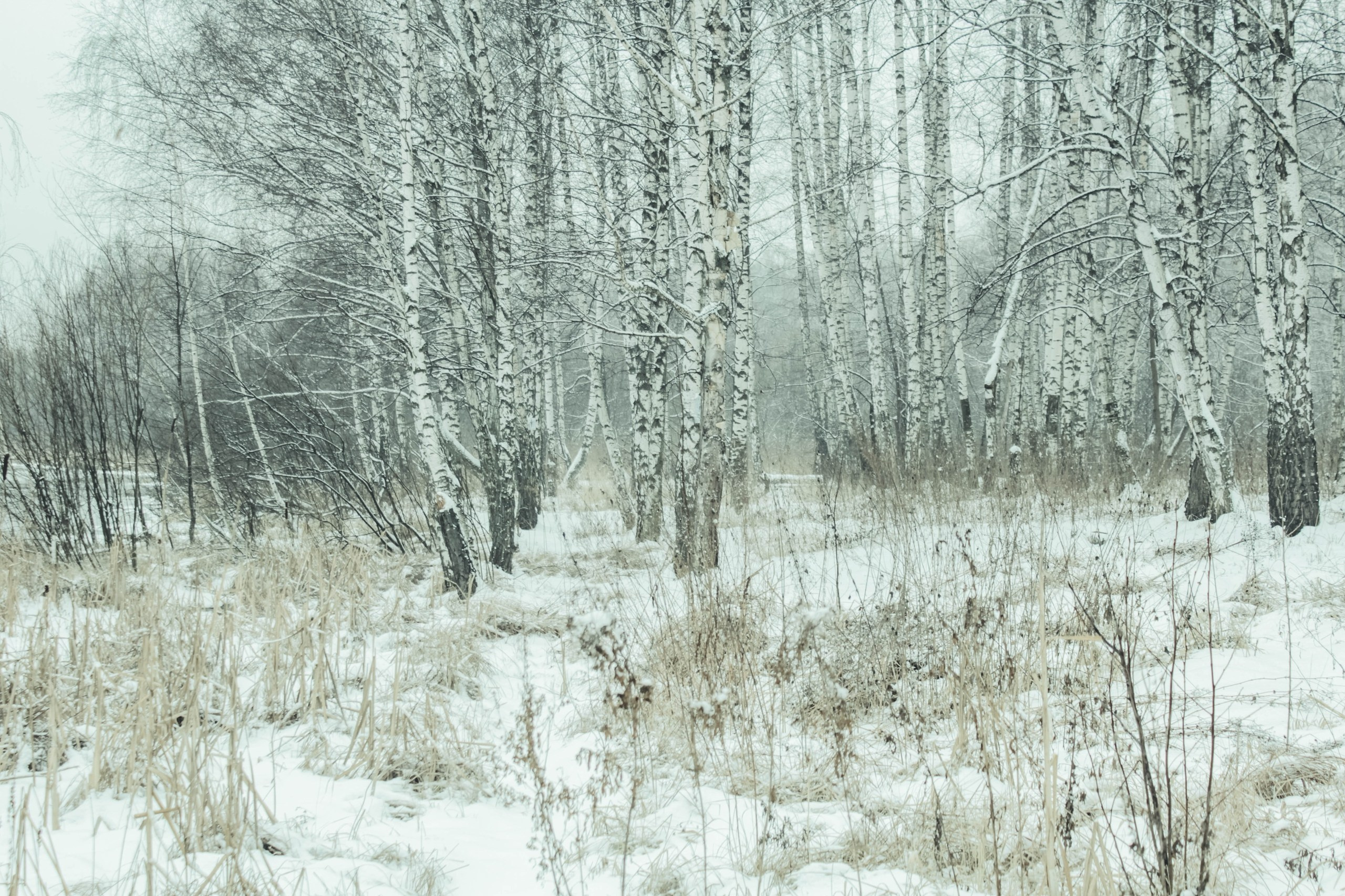 Ольга Венгель. Фотограф, режиссёр, художник Аполлинария Лиманская