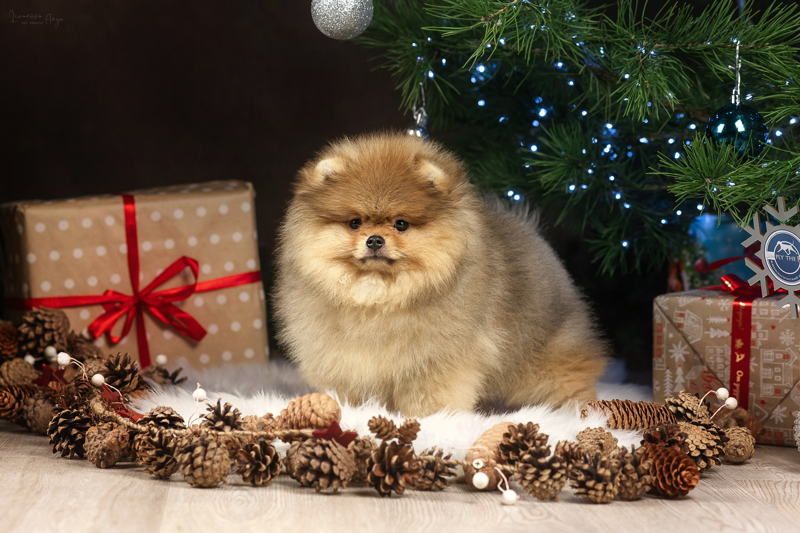 Фотодень_1 2025. Фотограф анималист Аня Ливанова | Рыбинск