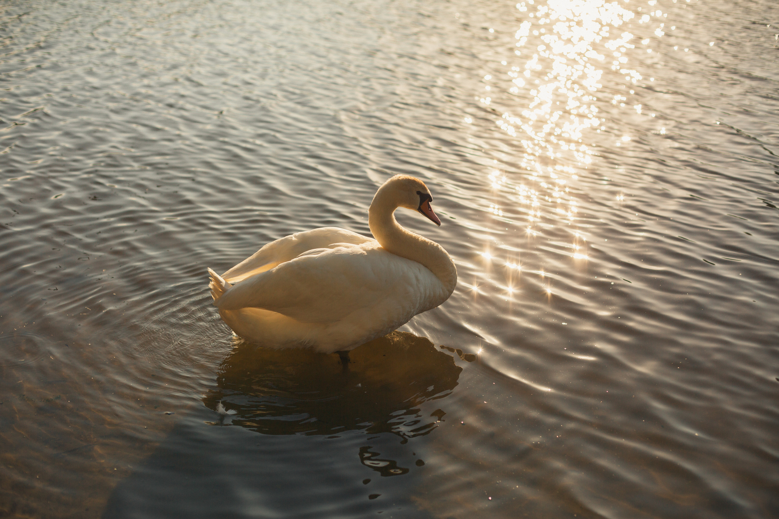 Анастасия, Александр, Глеб и Аня. Фотограф в Калининграде Дмитрий Мишин