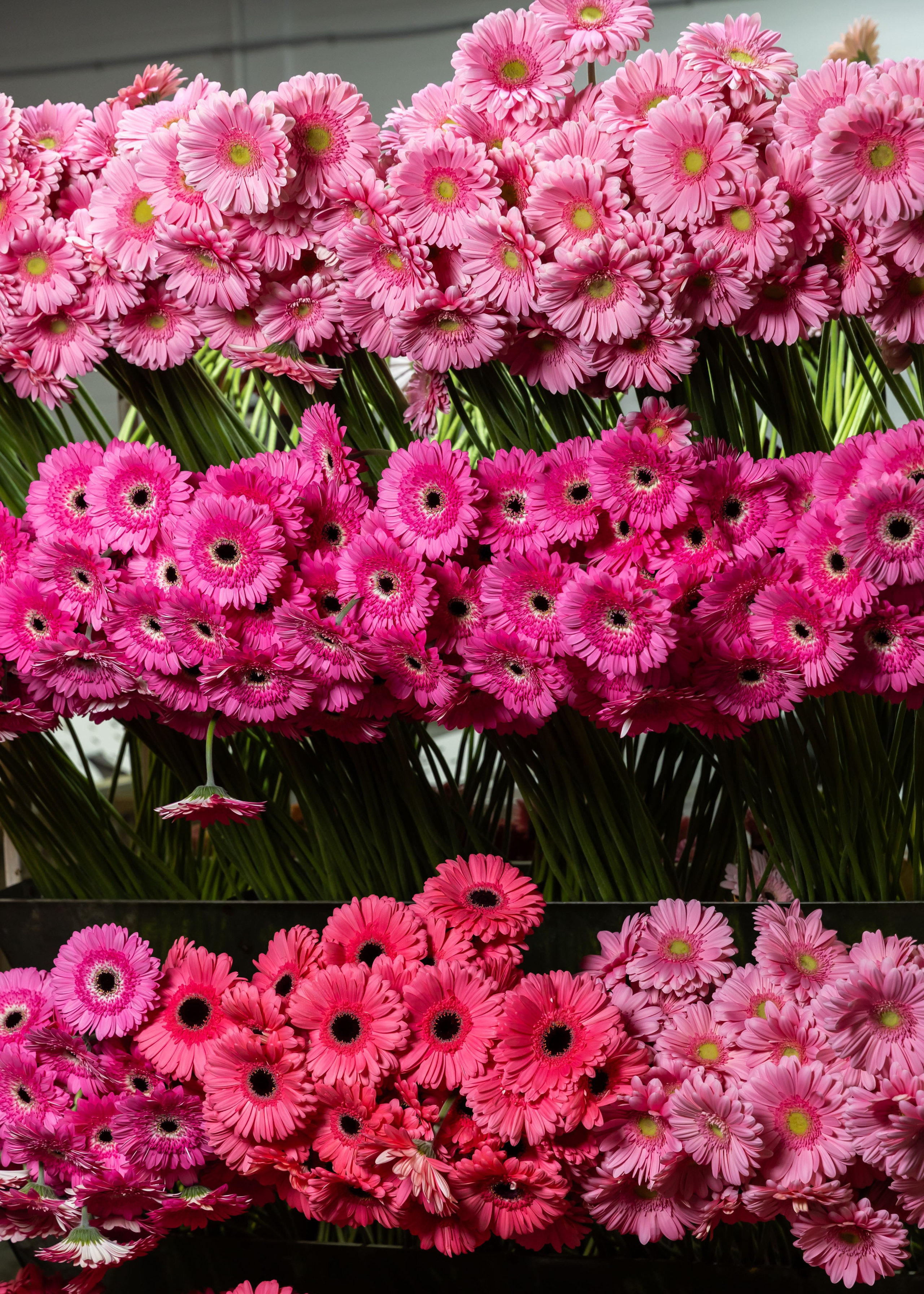 ЦВЕТЫ. ФОТОГРАФ ВИНОГРАДОВА ДАРЬЯ