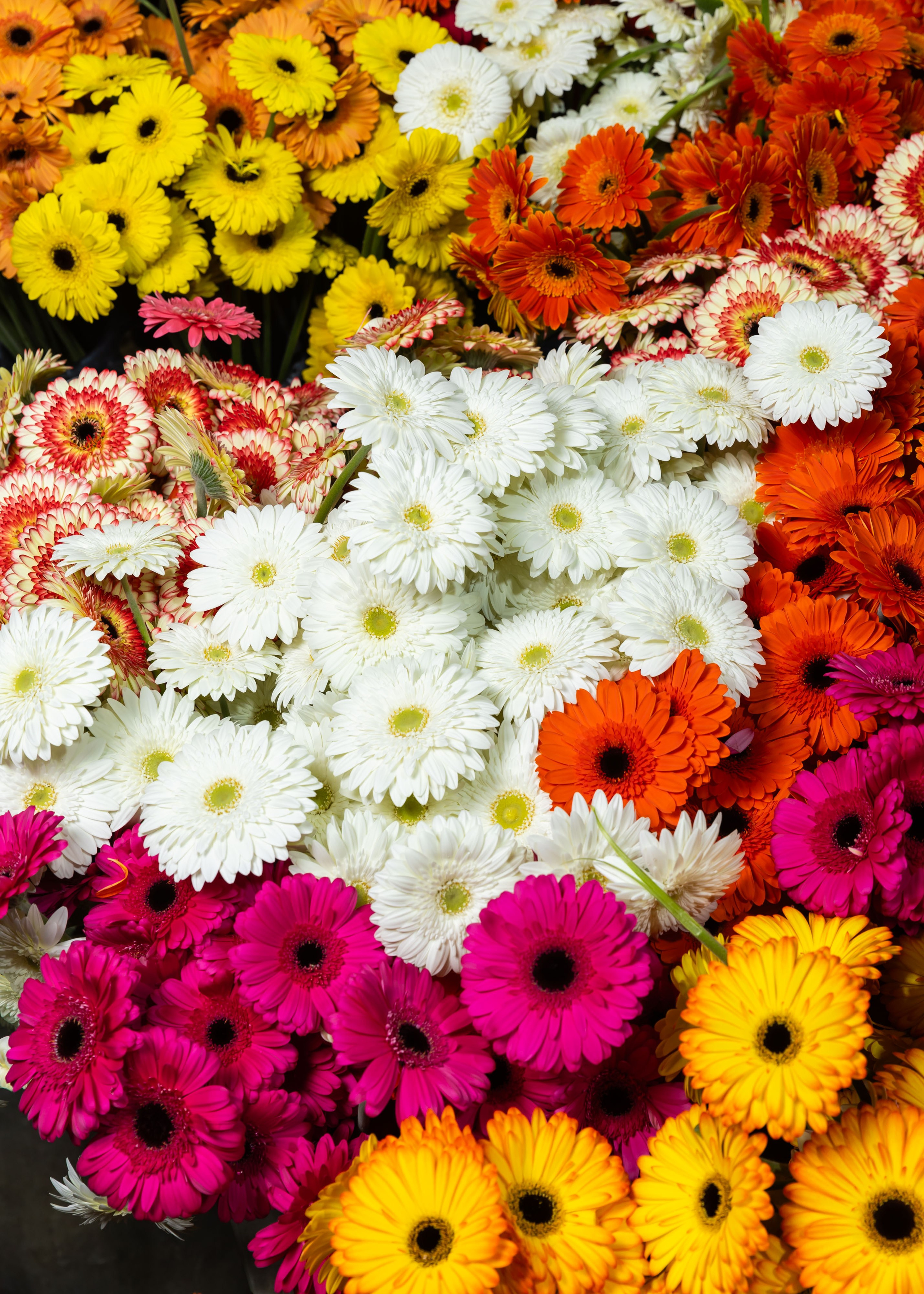 26.02.2026 Цветополис. ФОТОГРАФ ВИНОГРАДОВА ДАРЬЯ