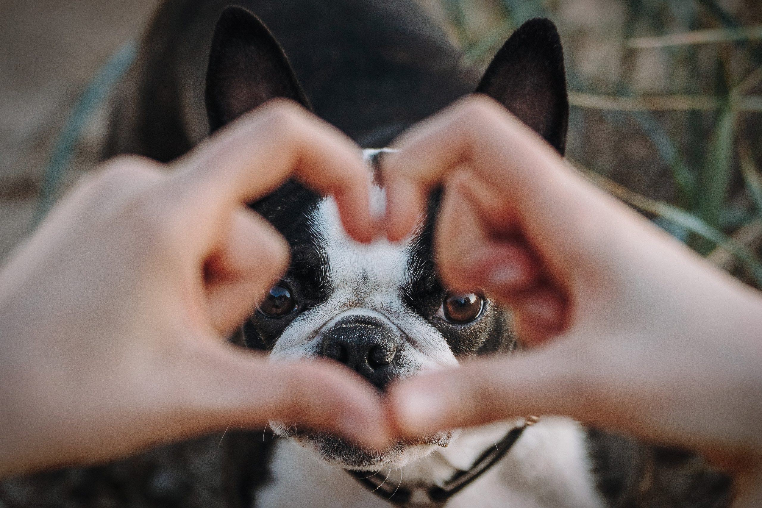 Анаита и Дора. Фотограф анималист в Спб недорого Олеся Майорова