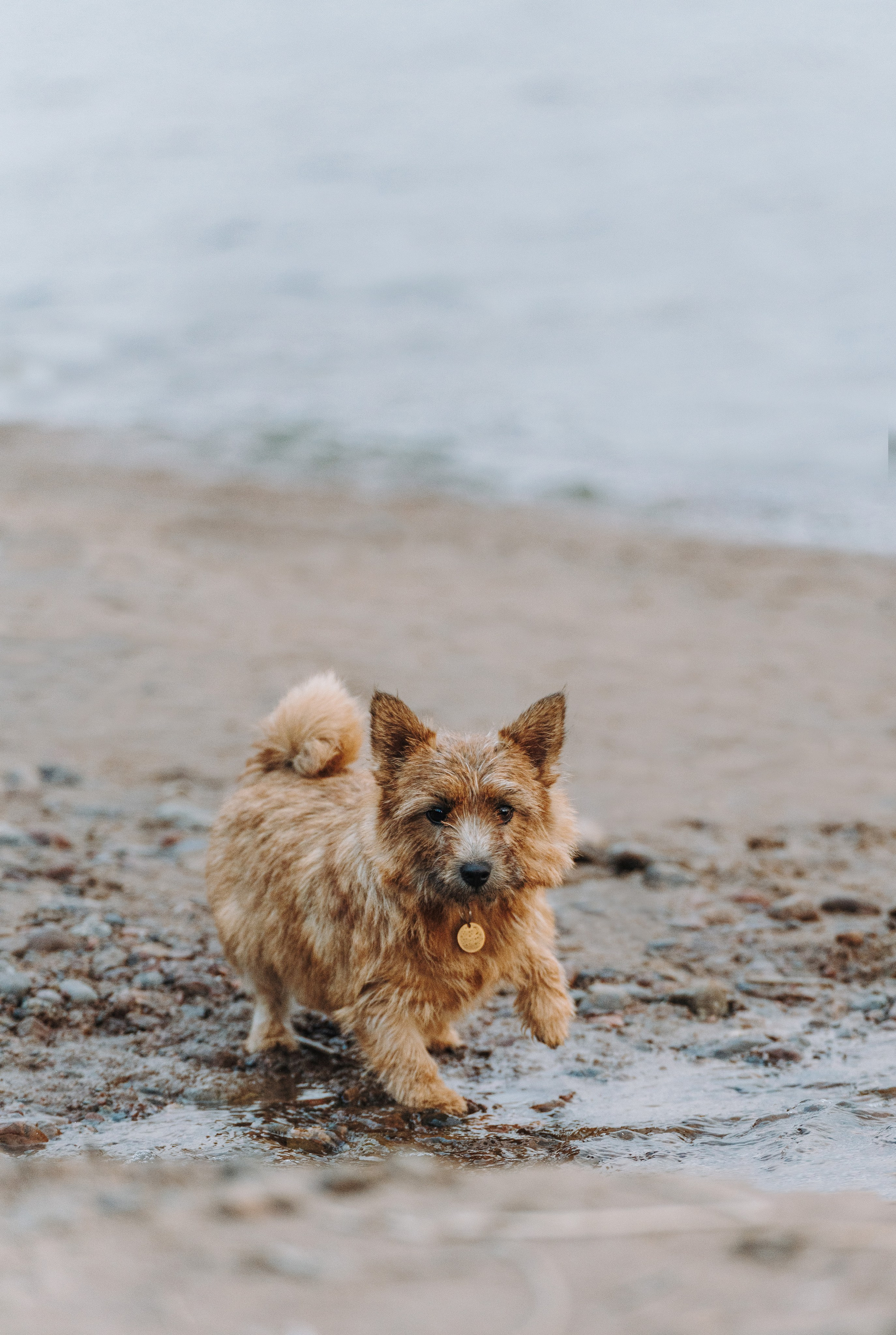 Семейная фотосессия с собакой Спб. Фотограф анималист в Спб недорого Олеся Майорова