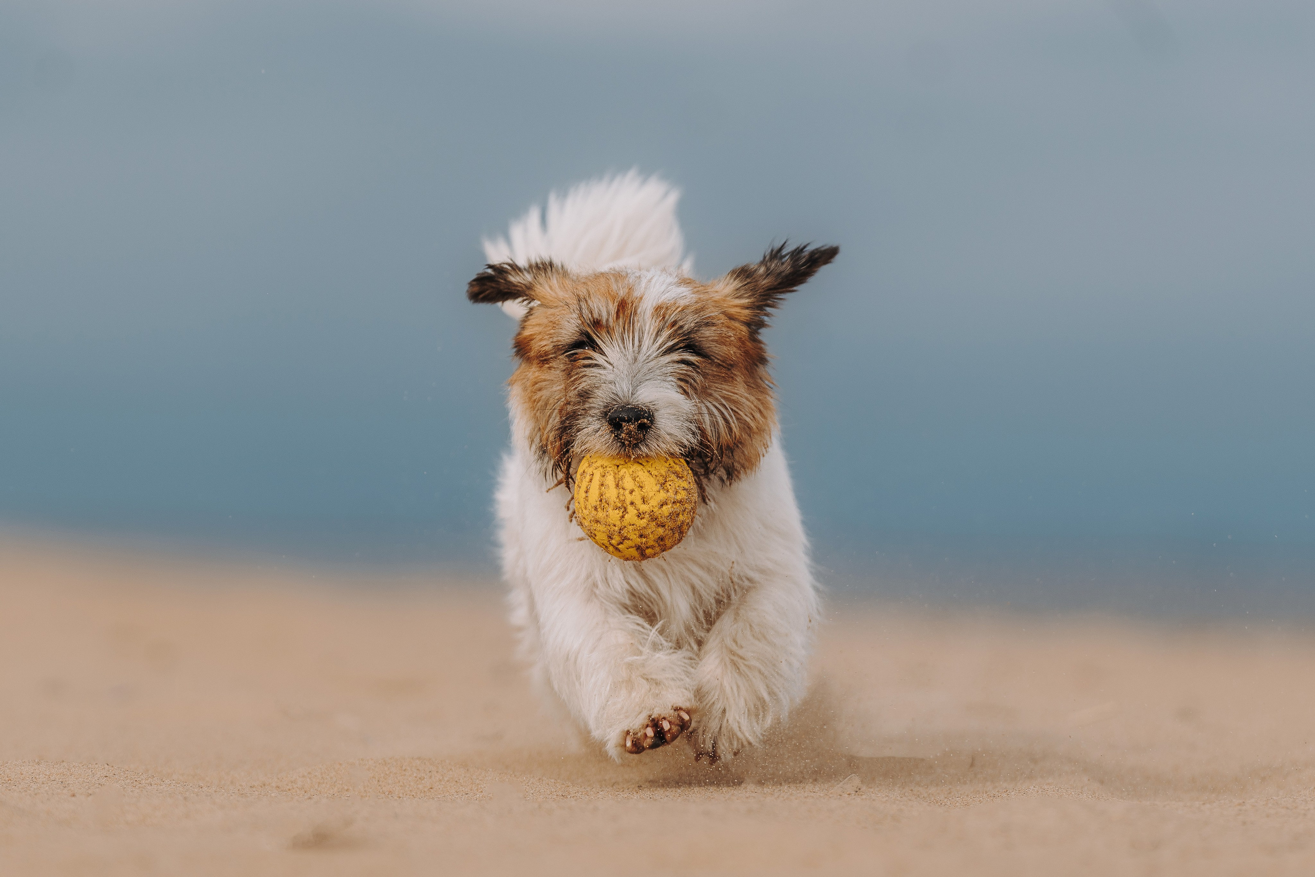 Оля, Ларс и Лукас. Фотограф анималист в Спб недорого Олеся Майорова