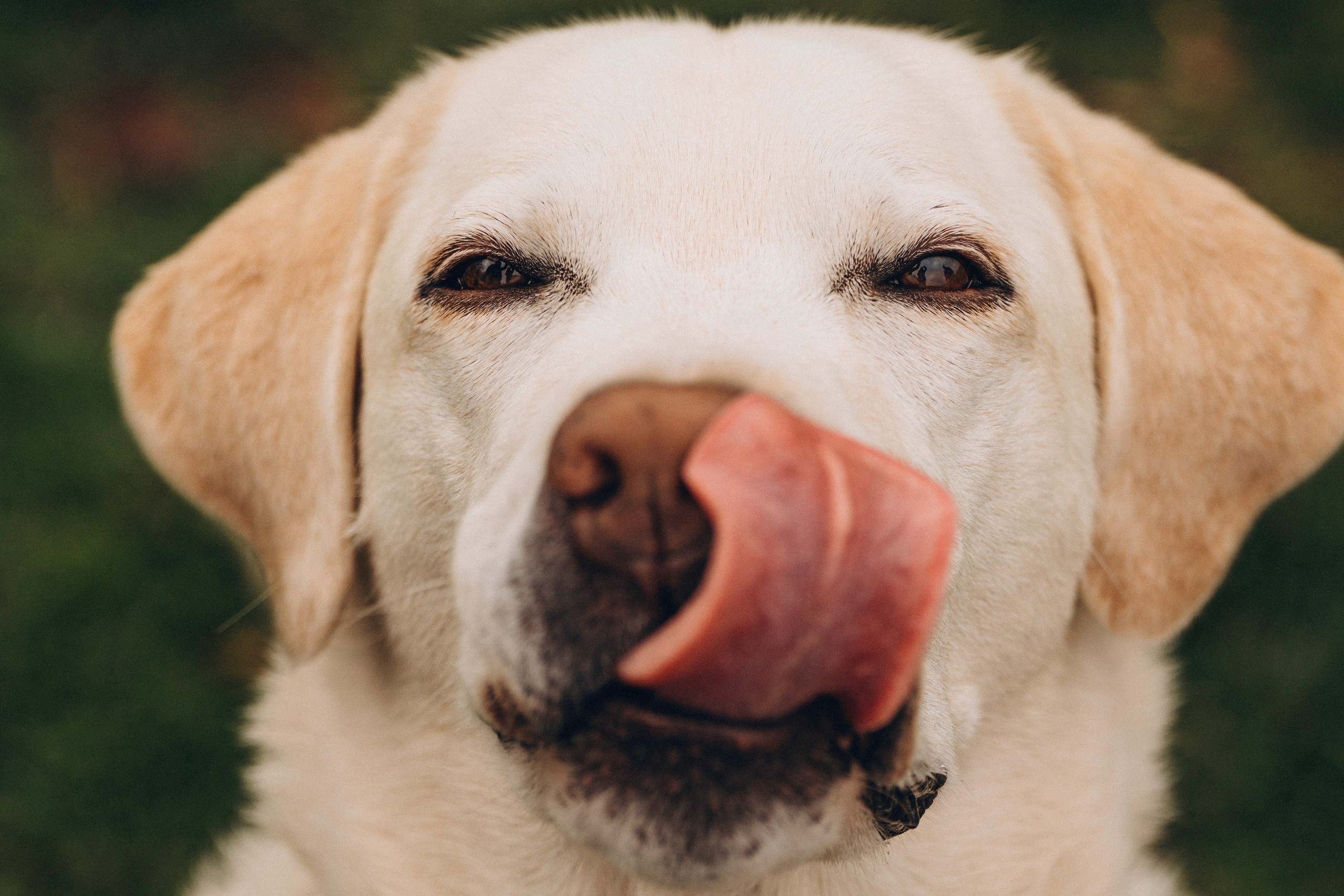 Вати, Лена и Леван. Фотограф анималист в Спб недорого Олеся Майорова
