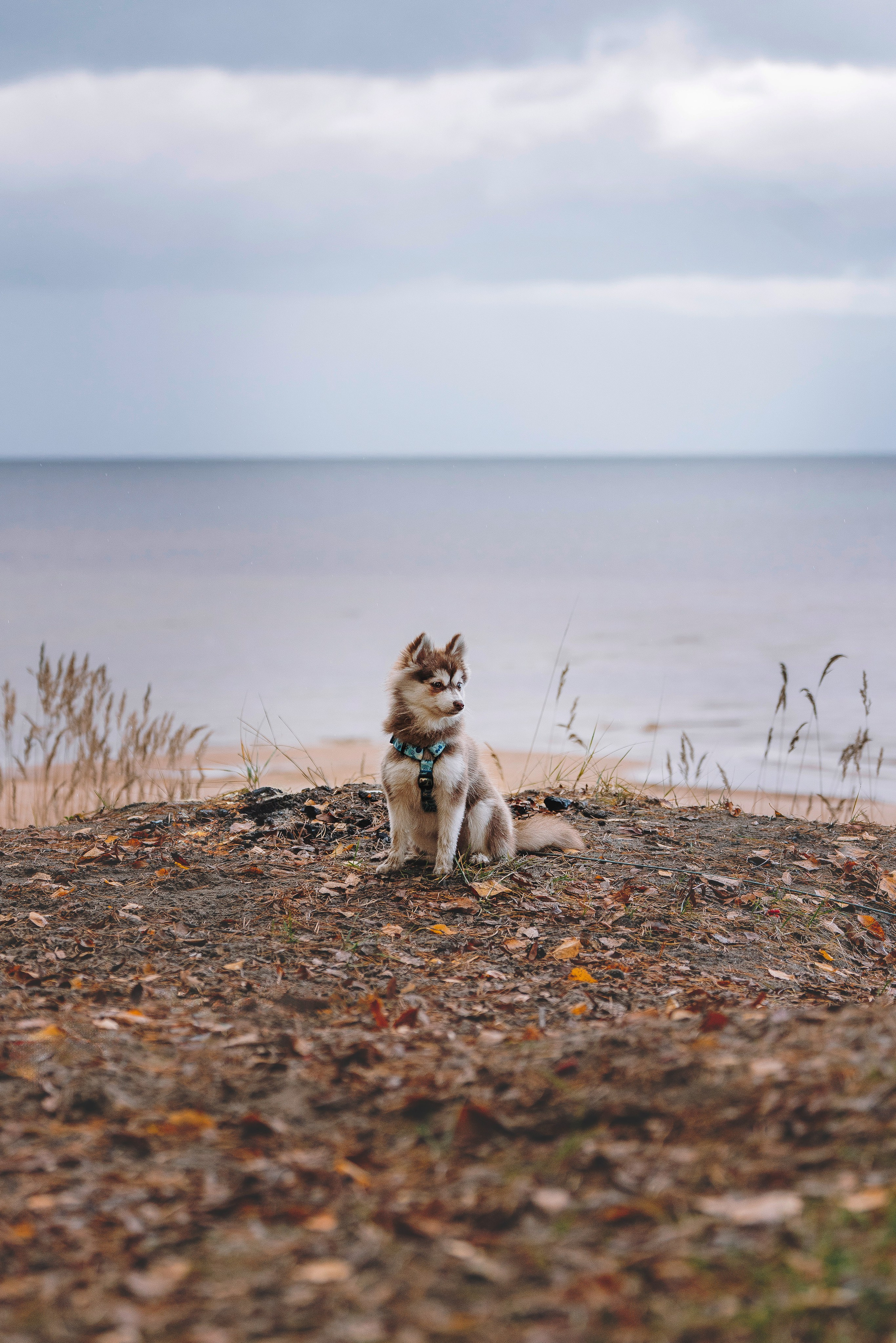 Катерина и Дрэка. Фотограф анималист в Спб недорого Олеся Майорова